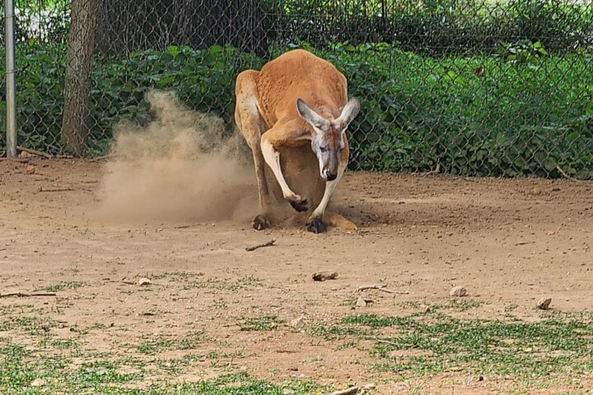 Nashville Kentucky Caves and Kangaroos Day Tour - Image 4