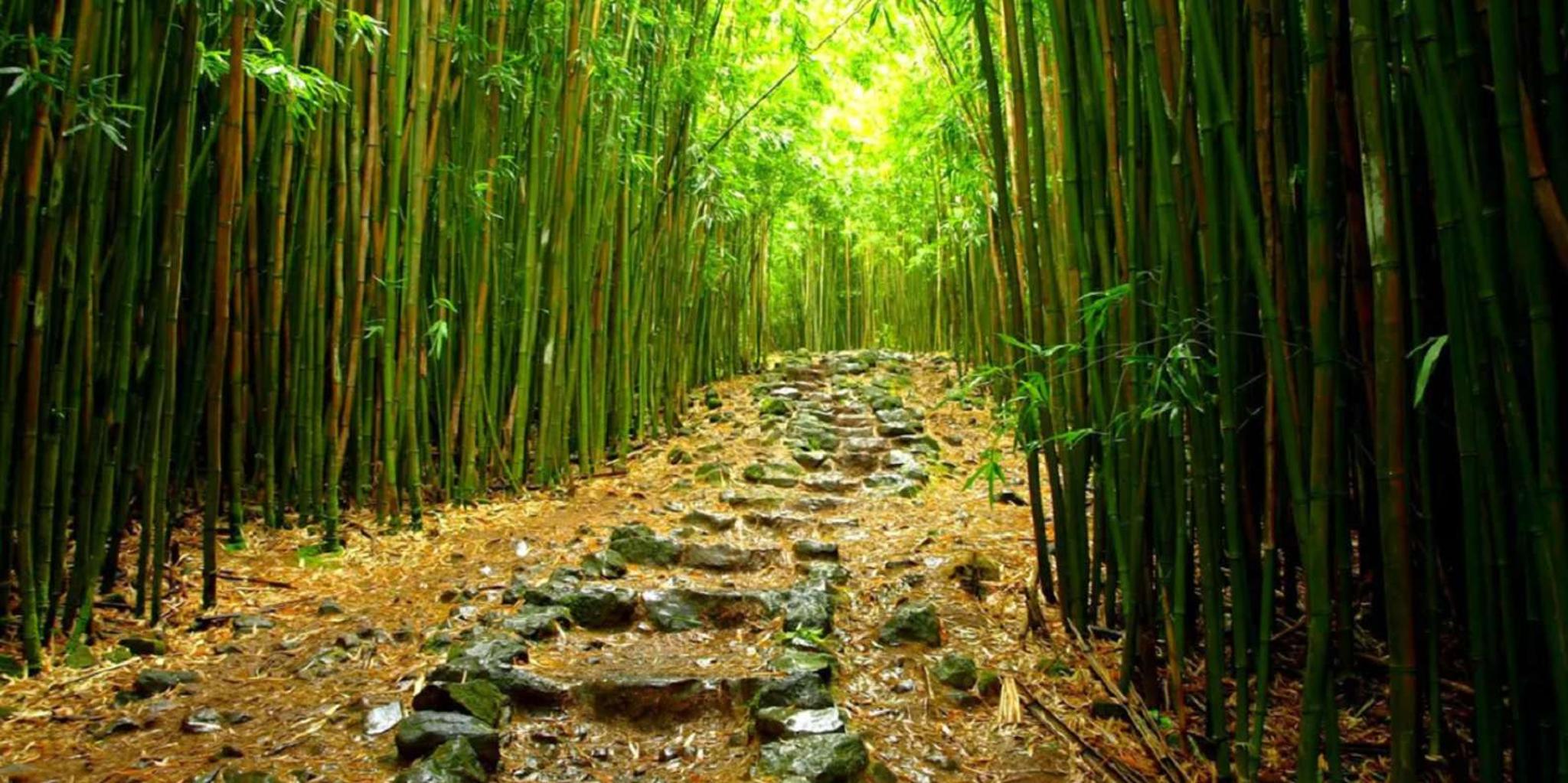 Maui Full-Day Hiking Tour on Hana Highway - Image 2