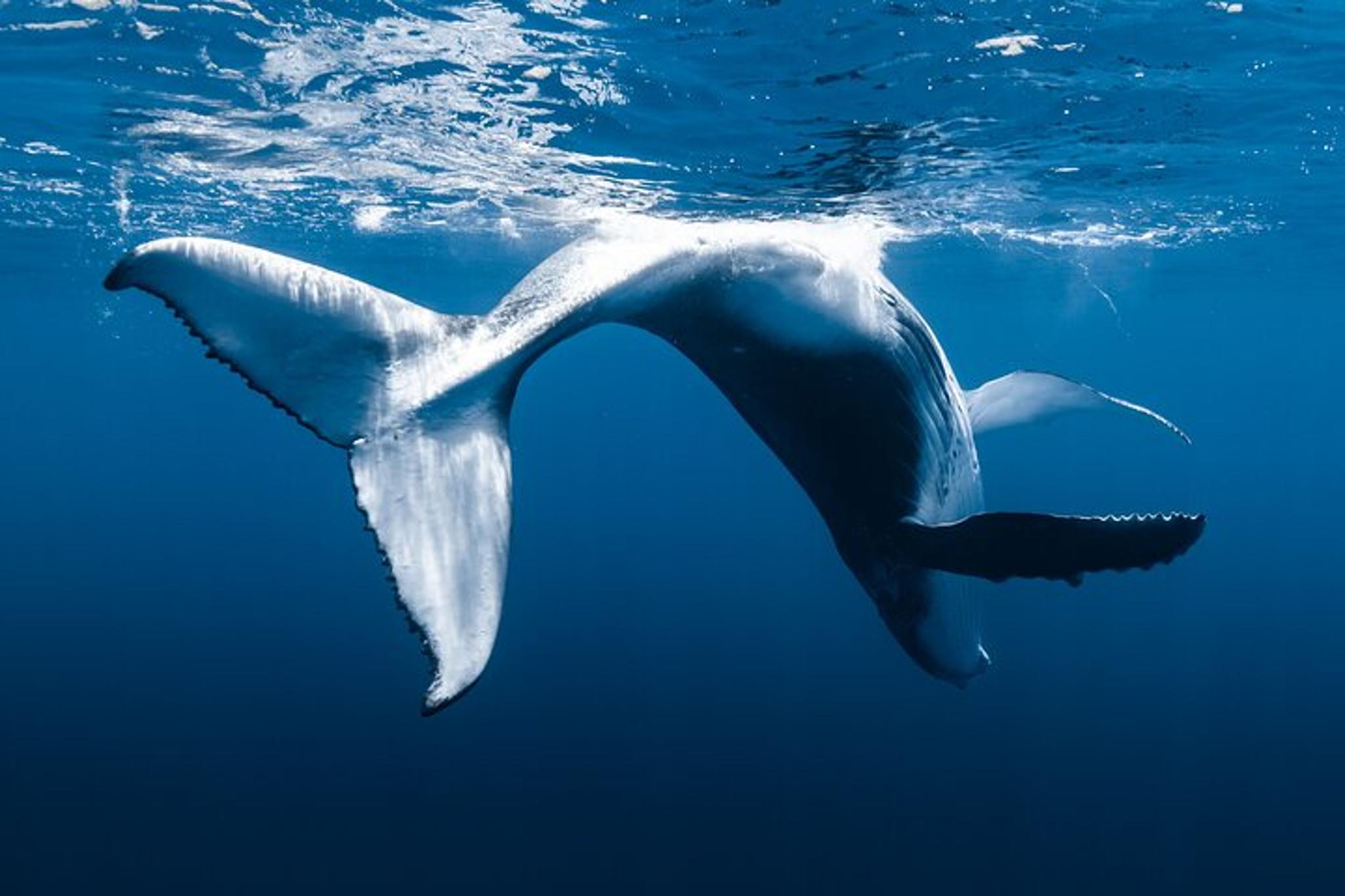 Kona Whale Watching Tour - Image 5