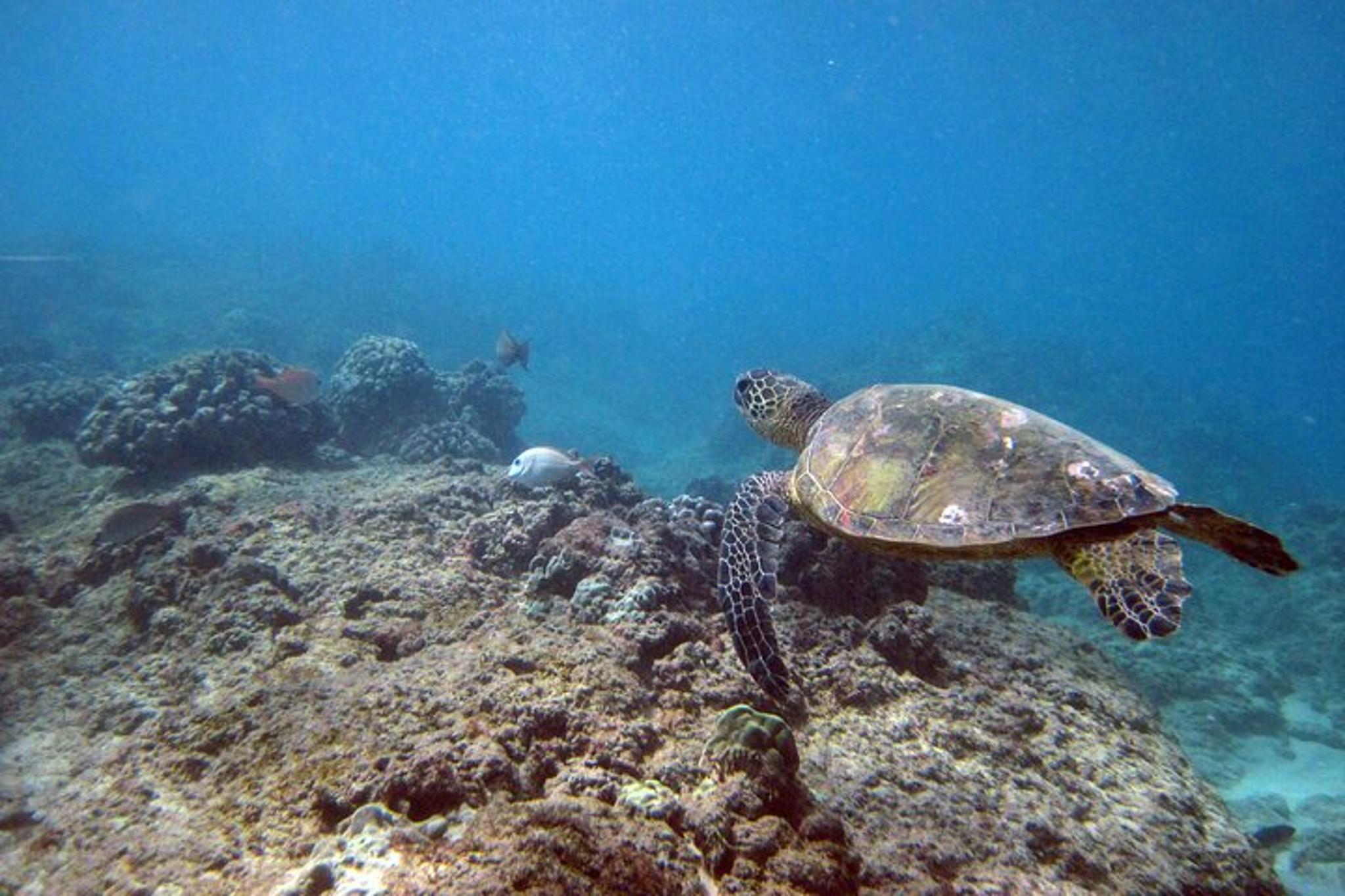 Waikiki Island Tour and Sail with Snorkeling - Image 2