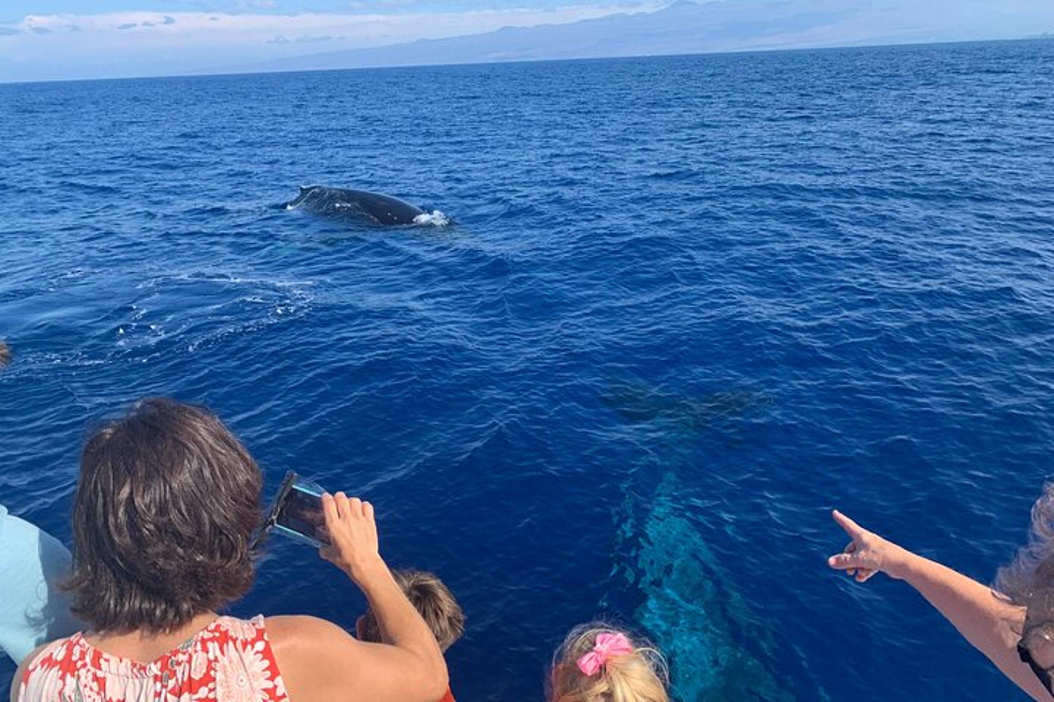 Waikoloa Whale Watching Cruise 90 Min - Image 2