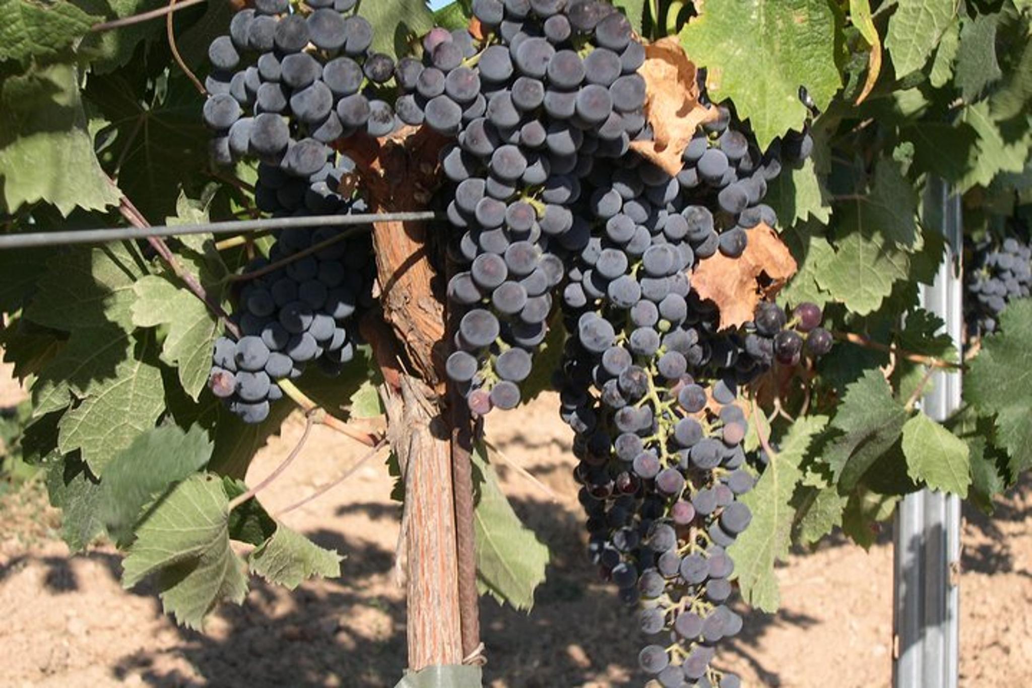 Washington Wine Tour with Driver and Hotel Pickup - Image 2
