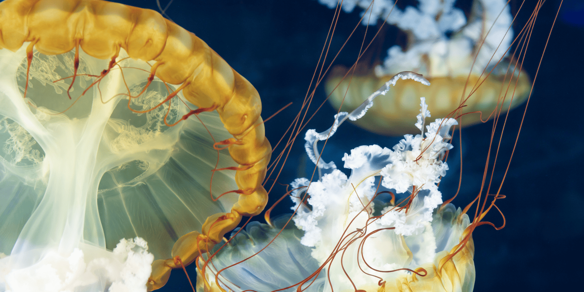 Las Vegas Shark Reef Aquarium Entry - Image 2