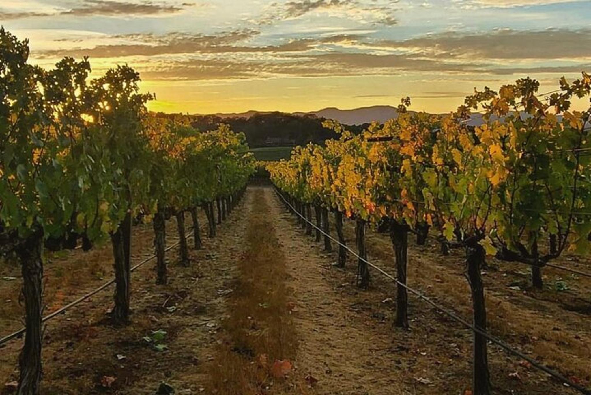 Sonoma Wine Tour in Small Group - Image 6