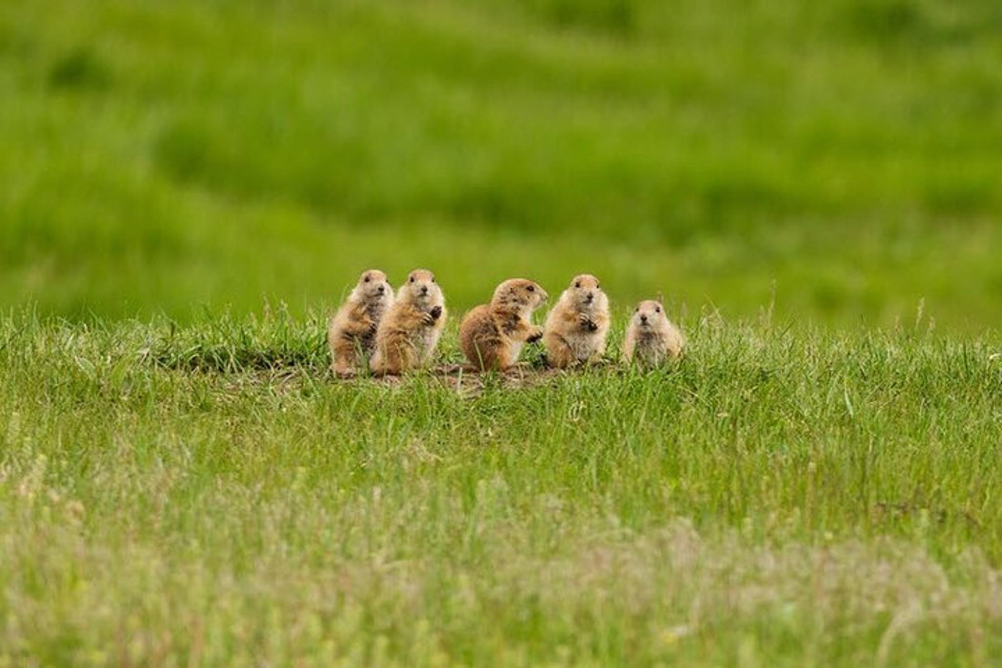 South Dakota Private Sightseeing Tour - Image 2