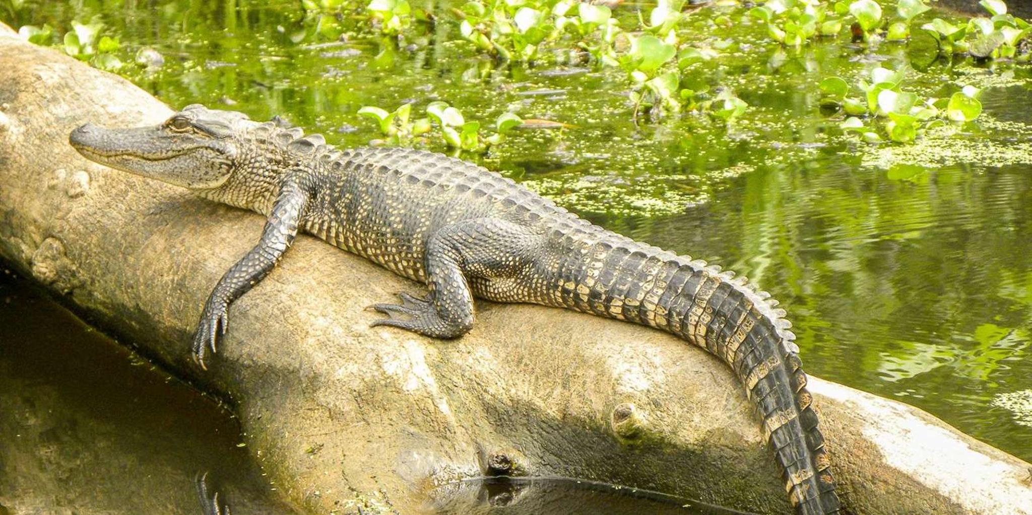 New Orleans Manchac Bayou Swamp Cruise