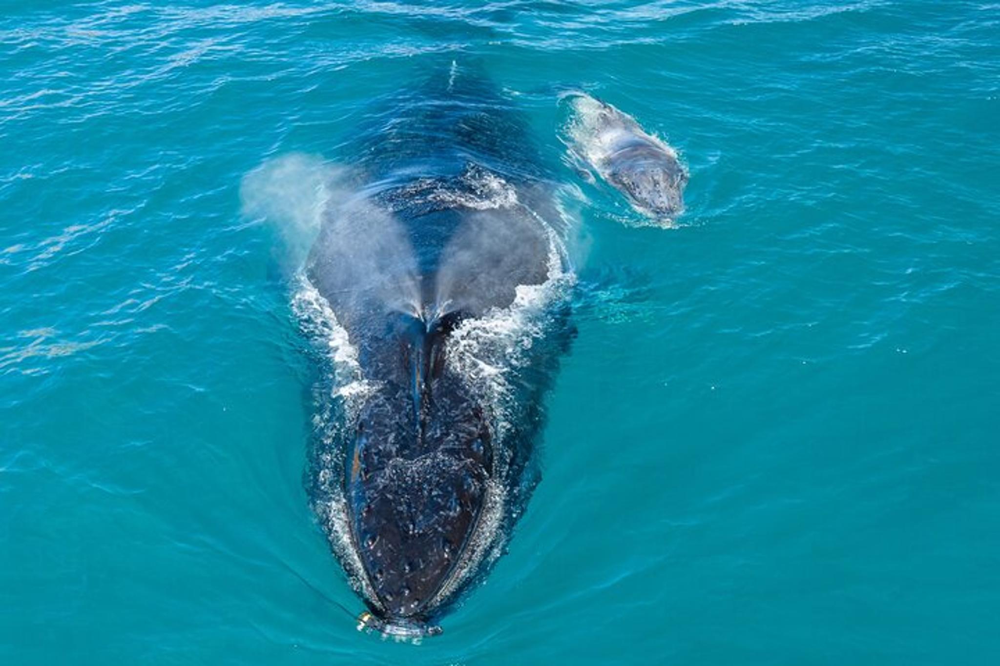 Oahu Whale and Dolphin Watch Boat Cruise - Image 4