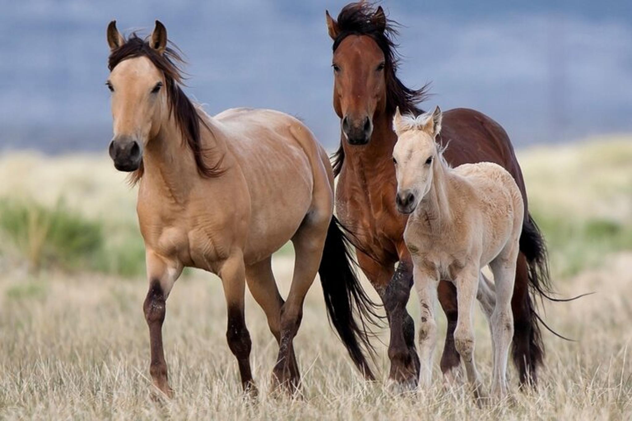 Las Vegas UTV Tour at Red Rock Rim - Image 3