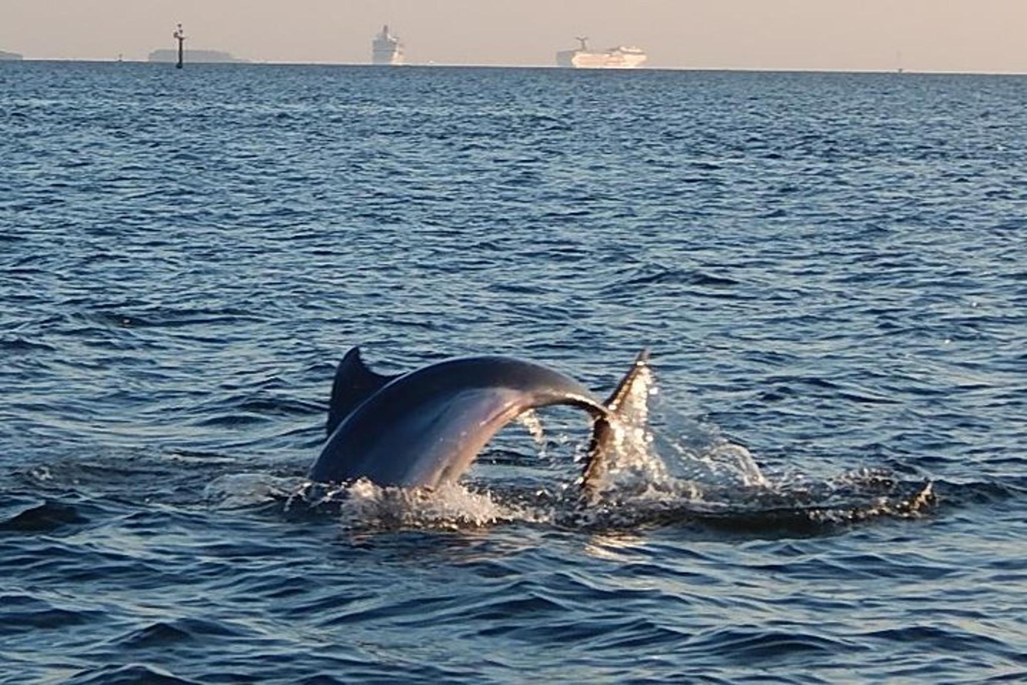Tampa Dolphin Sightseeing Cruise 1.5 hr - Image 2