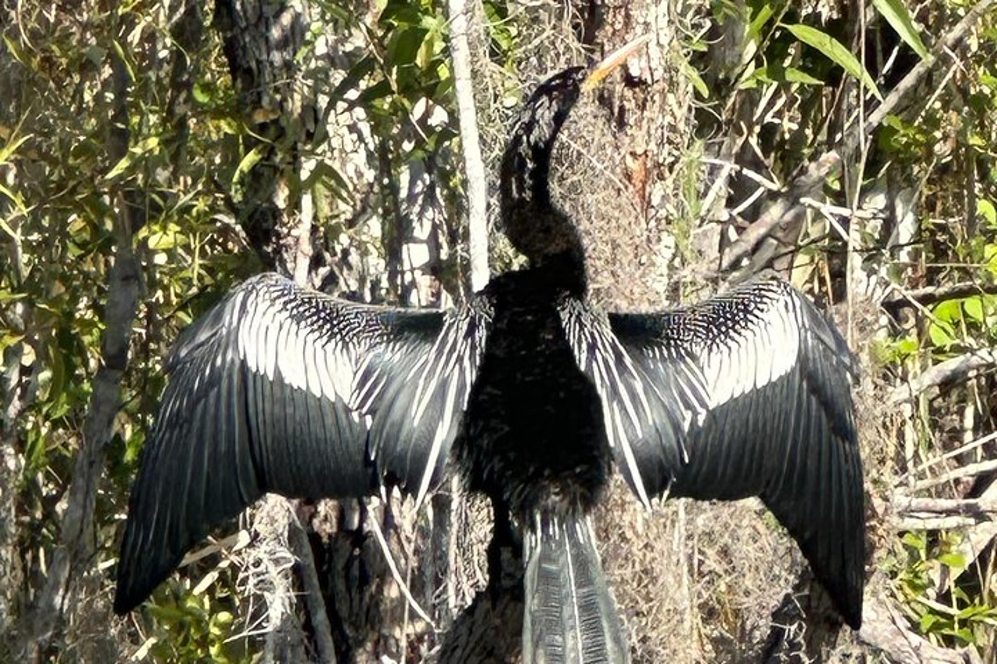 Everglades Kayak Tour at Sunset - Image 6
