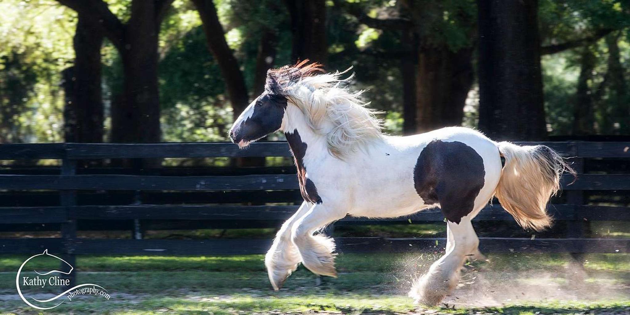 Ocala Gypsy Gold Horse Farm Walking Tour - Image 2