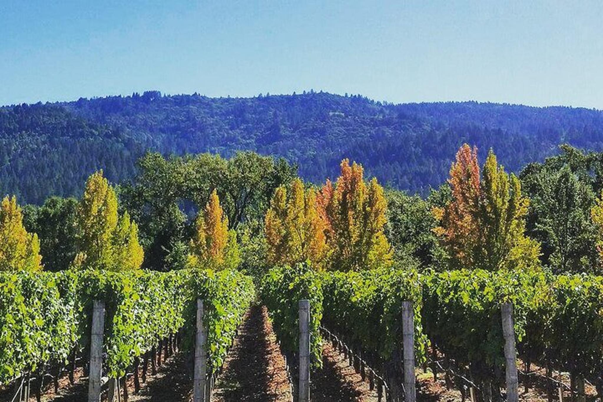 Napa Valley Private Wine Tour - Image 2