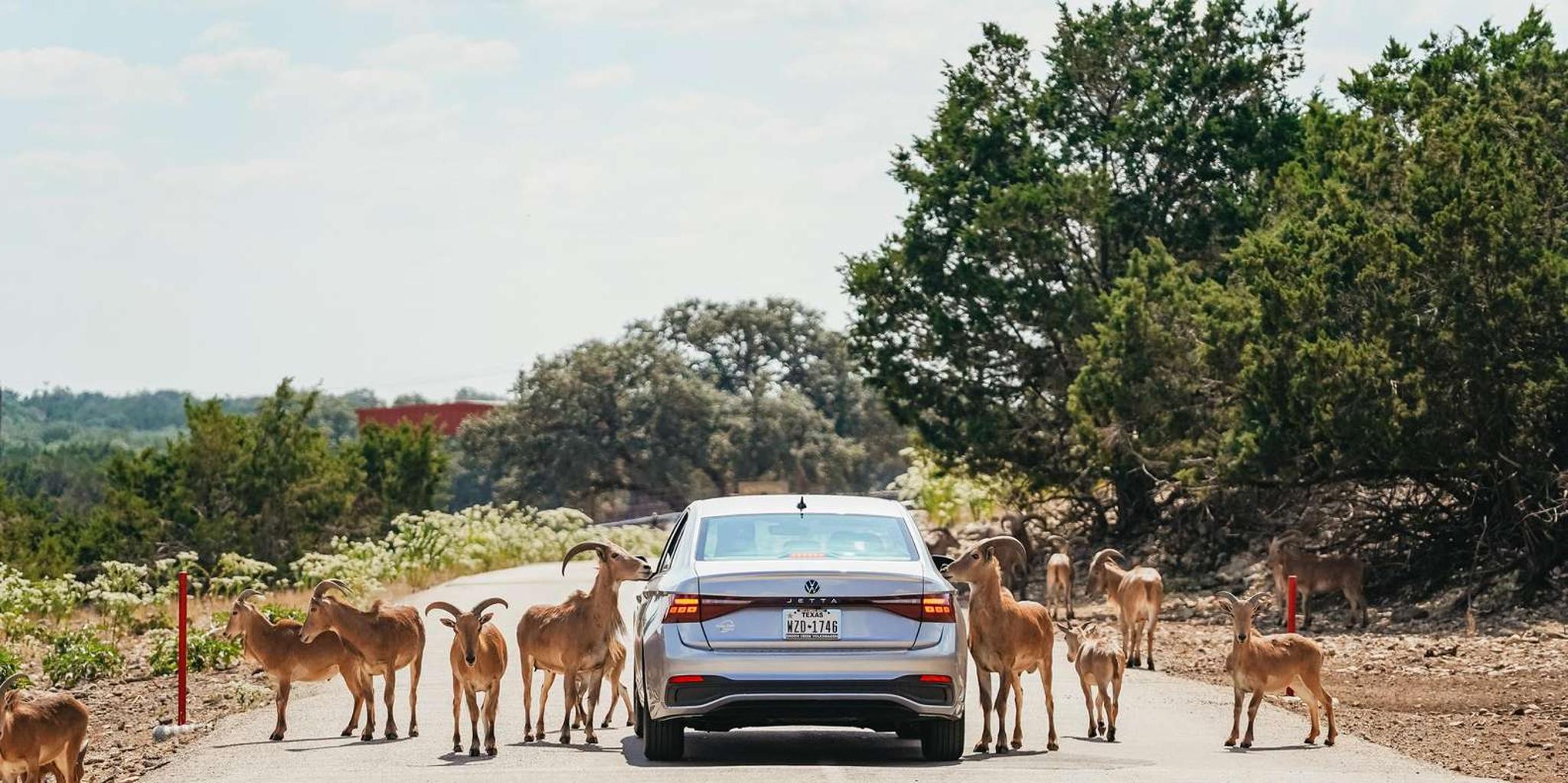 San Antonio Wildlife Safari Drive-Thru