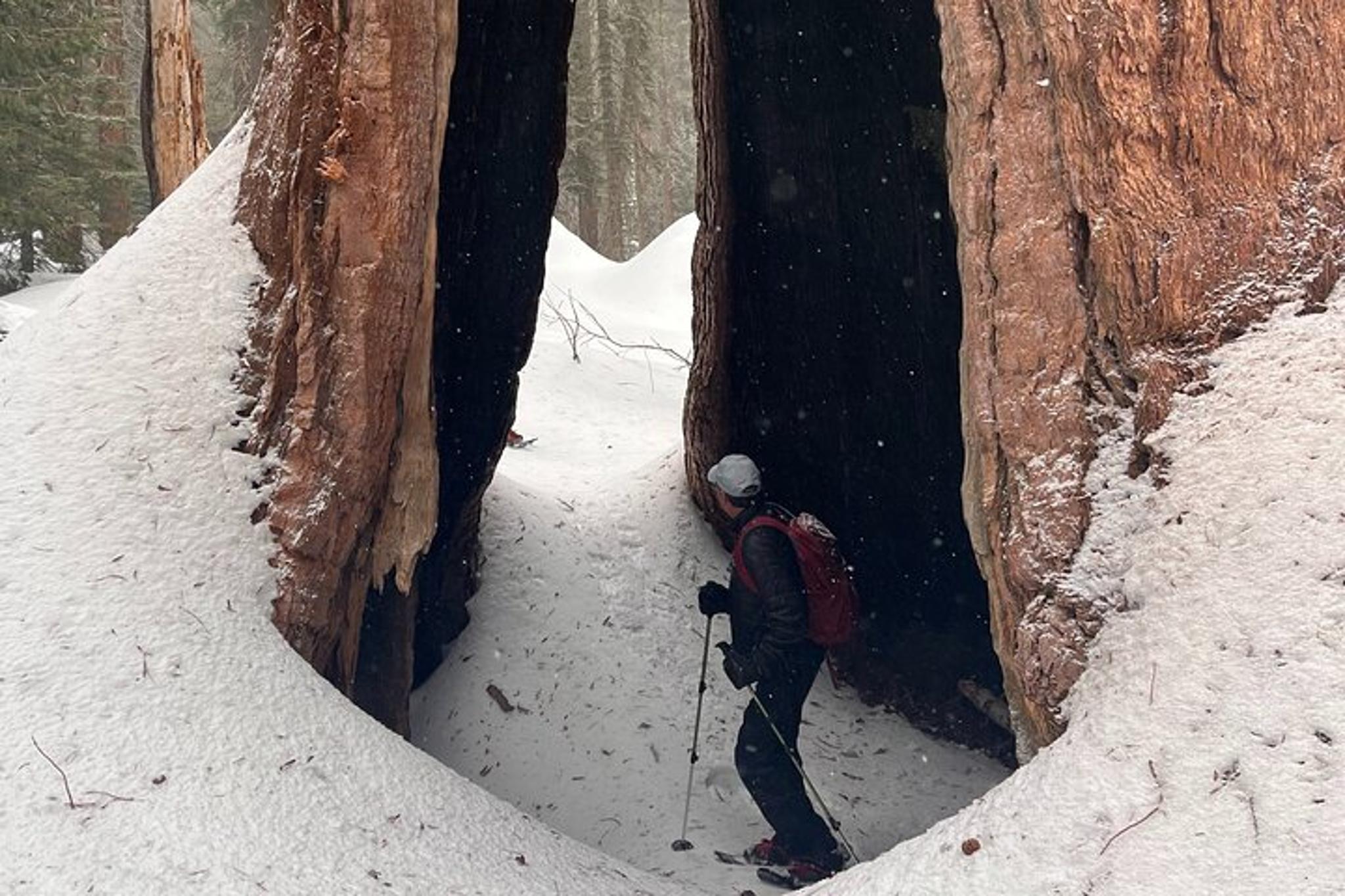 Sequoia National Park Tour from Wuksachi Lodge - Image 6