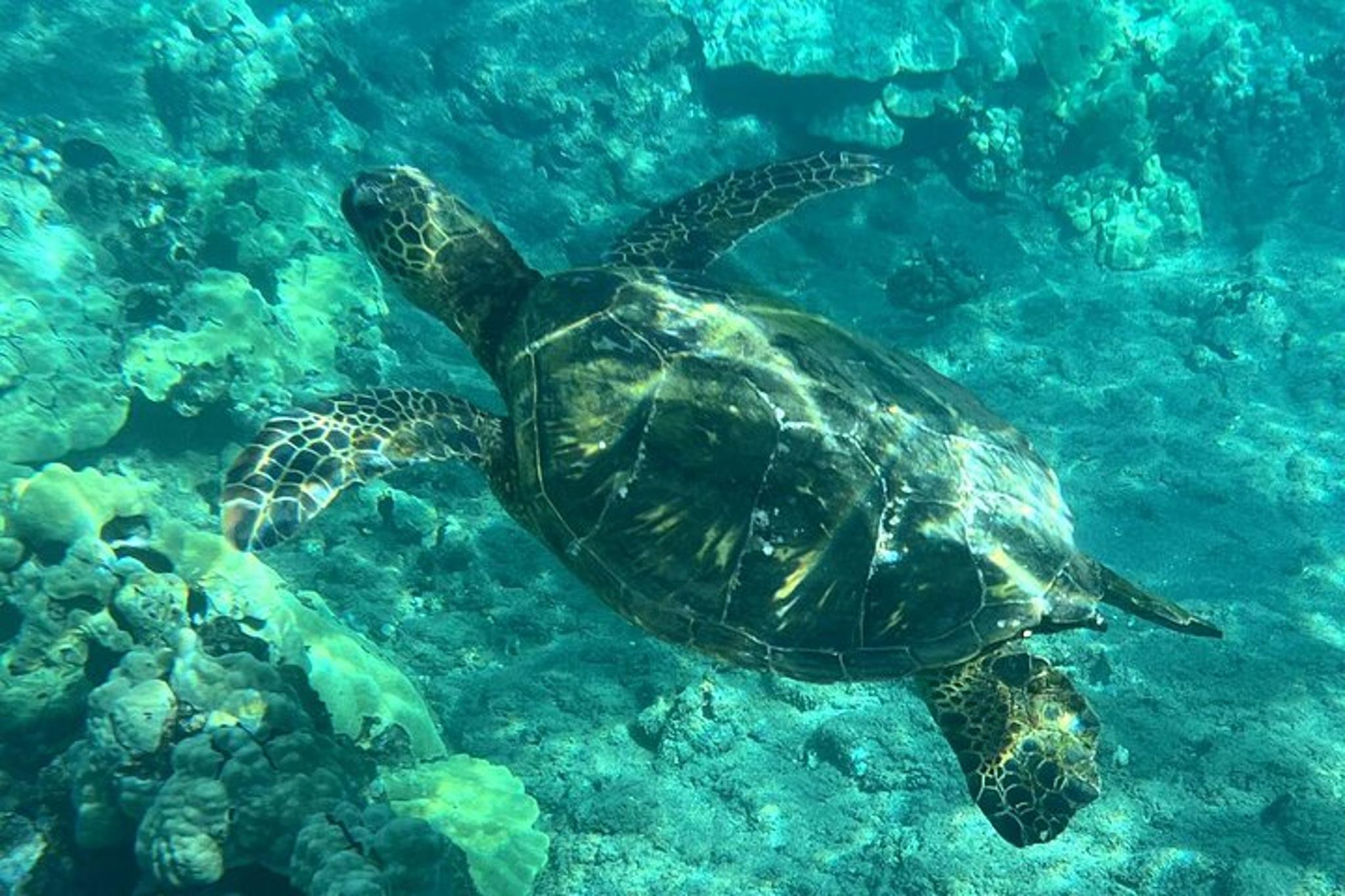 Lahaina Coral Reef Snorkeling Tour - Image 6