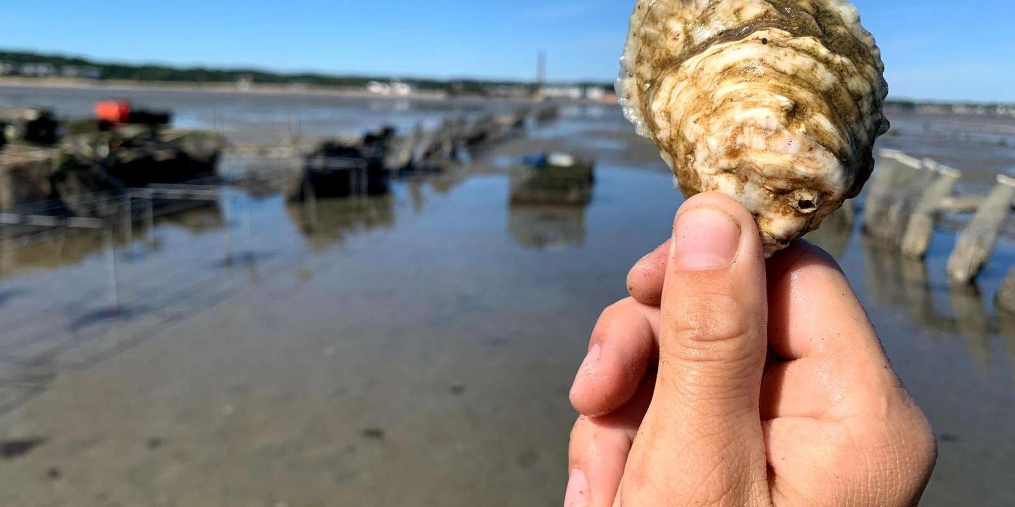 Plymouth Oyster Farm Boat Tour with Tasting - Image 6