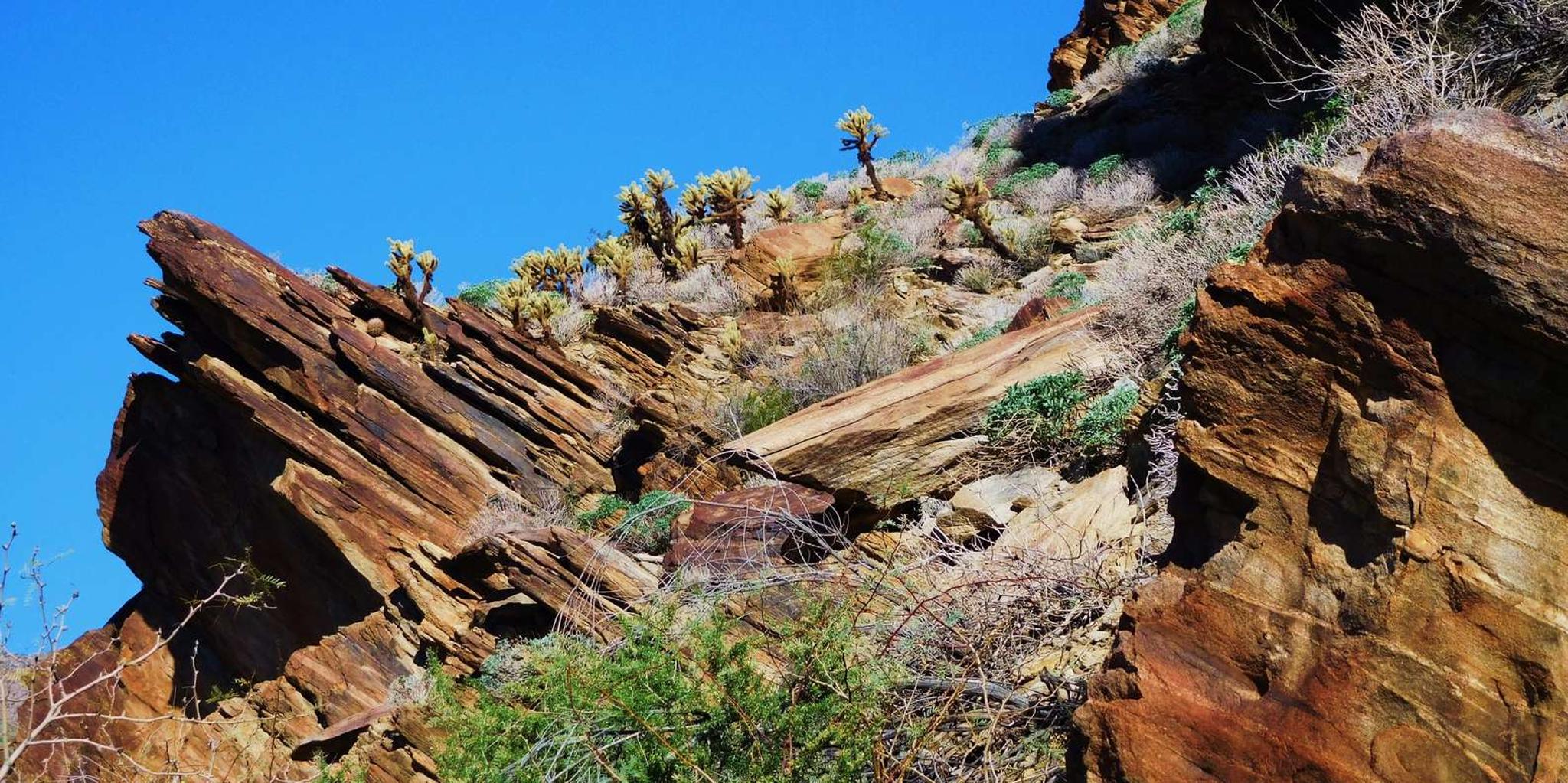 Palm Springs Indian Canyons Jeep and Hiking Tour - Image 4