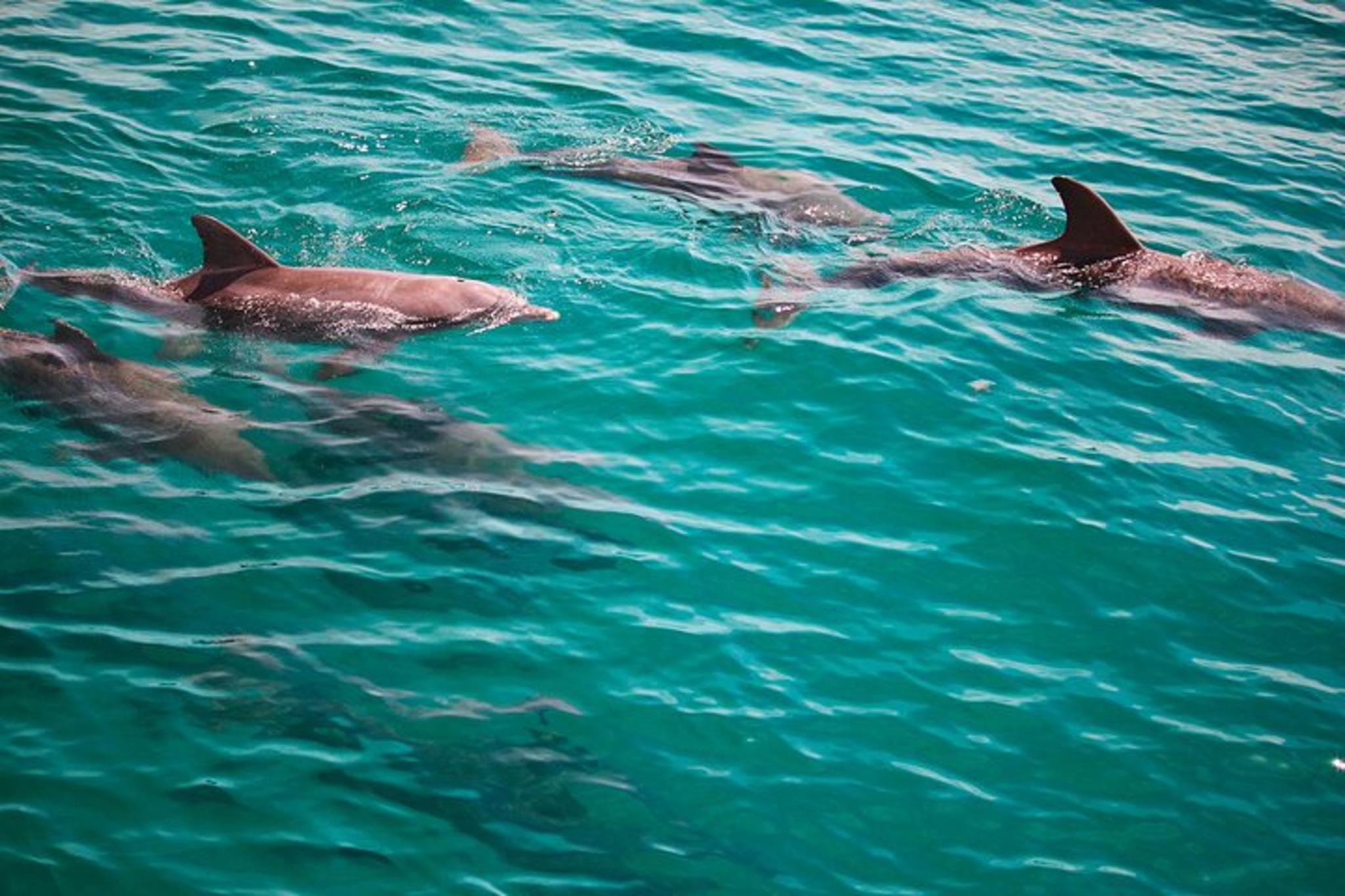 Florida Dolphin Tour - Image 4