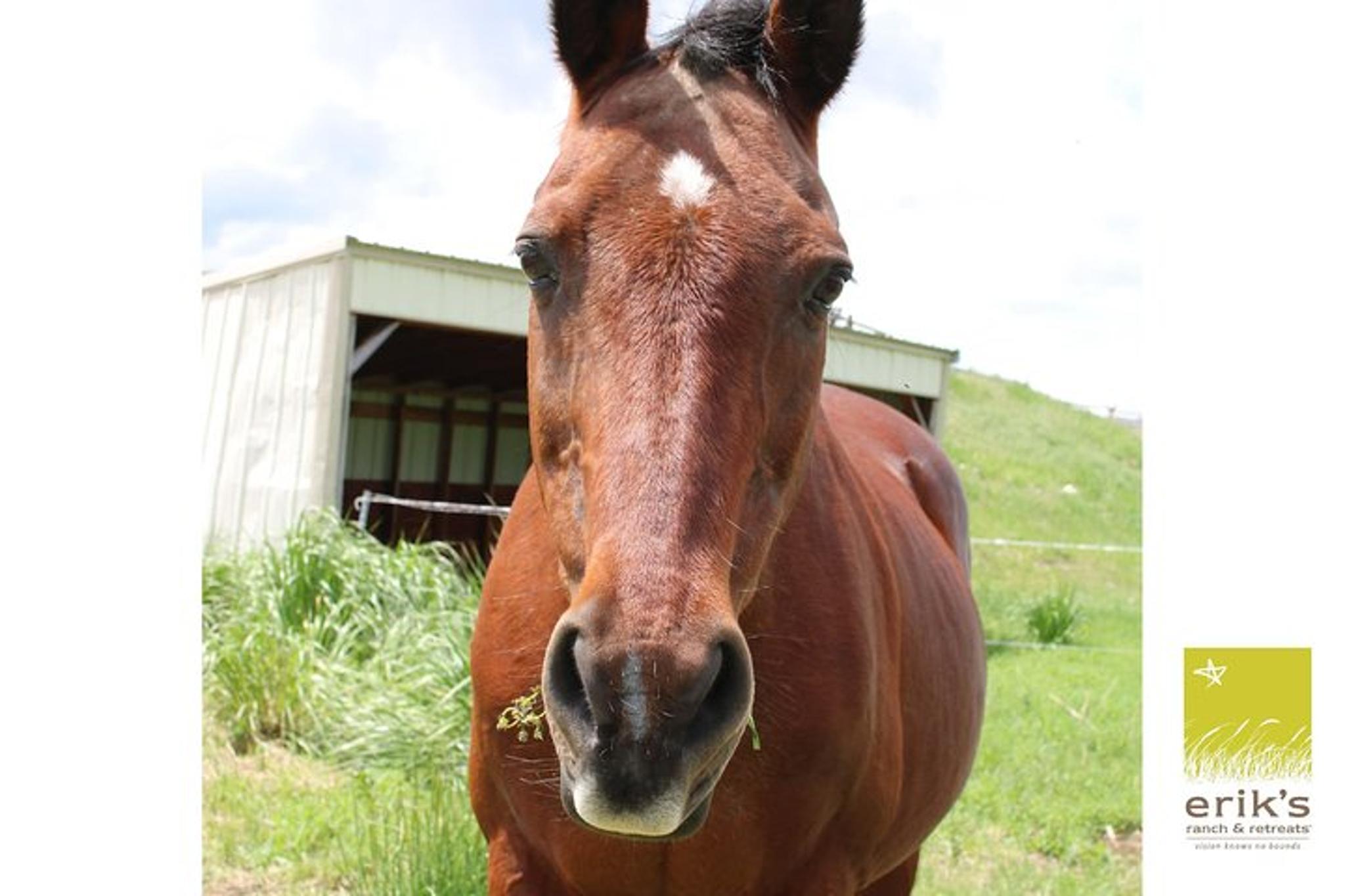 Livingston Horseback Riding Experience - Image 3