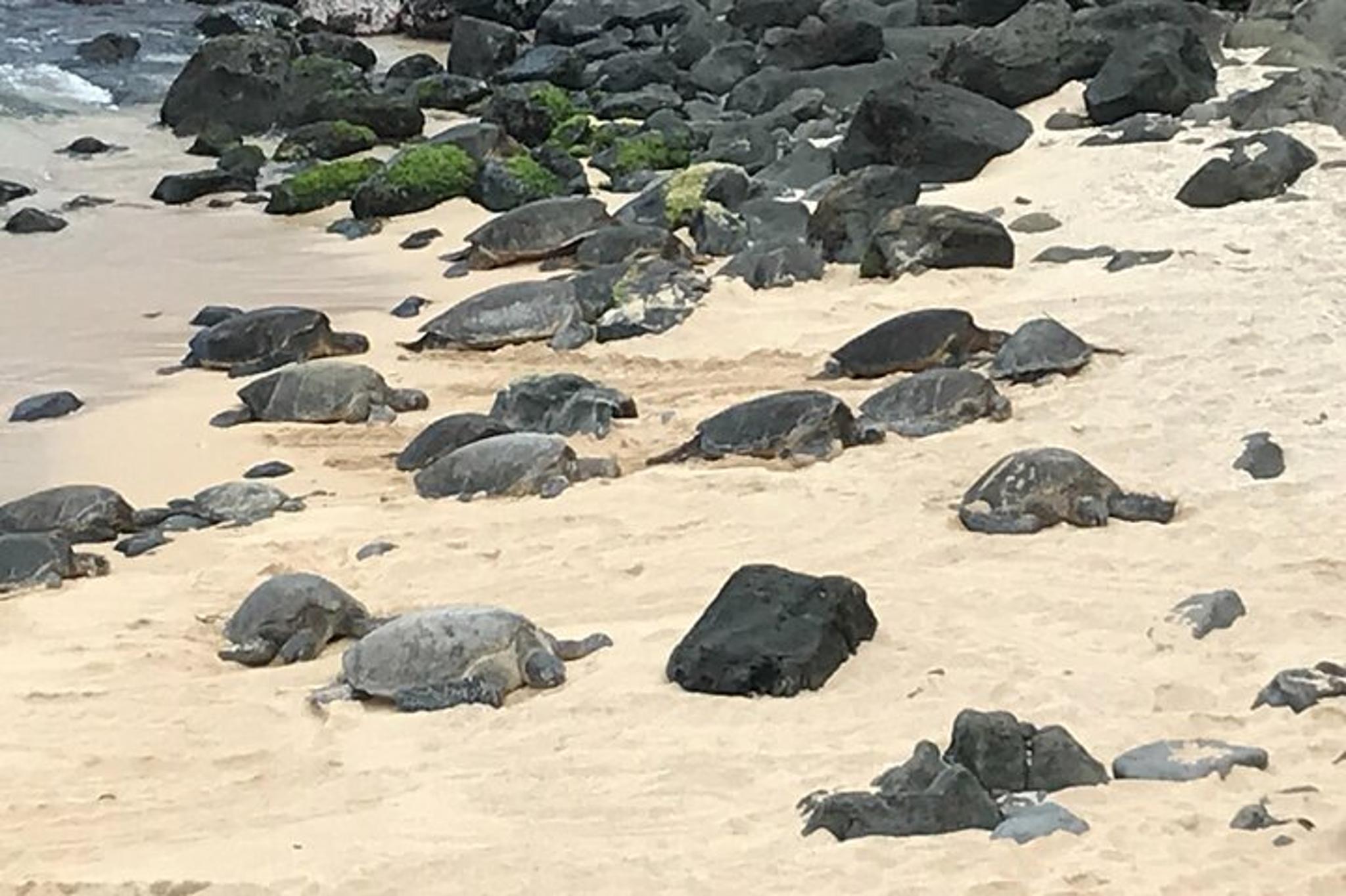 Maui Scenic Halfway to Hana Tour - Image 1