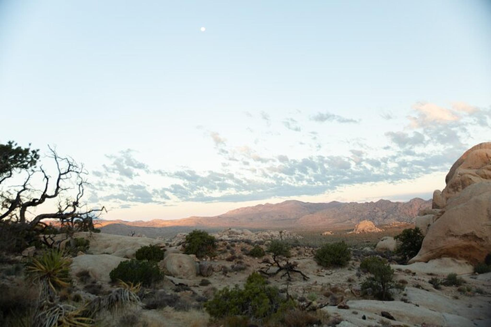 Joshua Tree Small Group Tour and Hike - Image 6