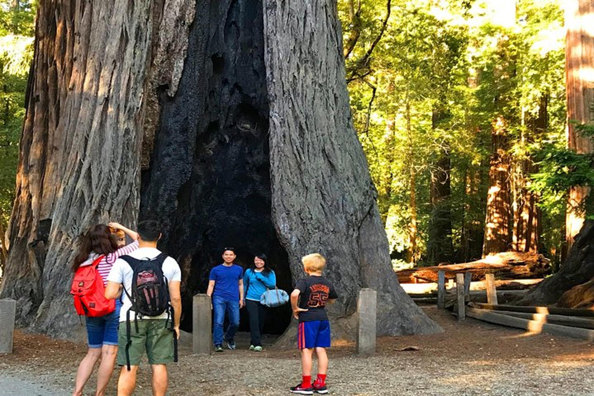 San Francisco Redwoods Horseback Riding Tour - Image 2