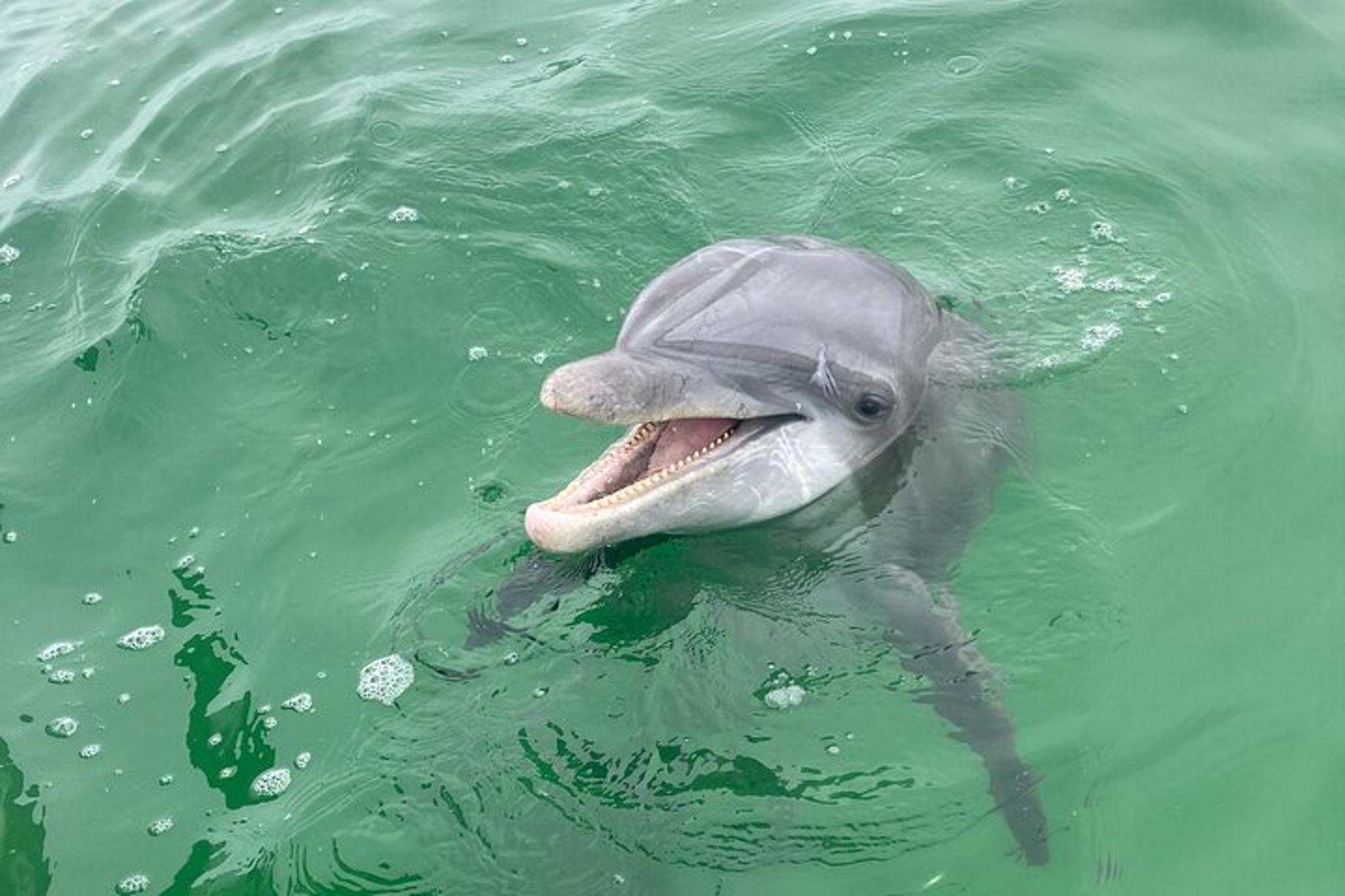 Panama City Beach Dolphin and Sightseeing Tour - Image 3