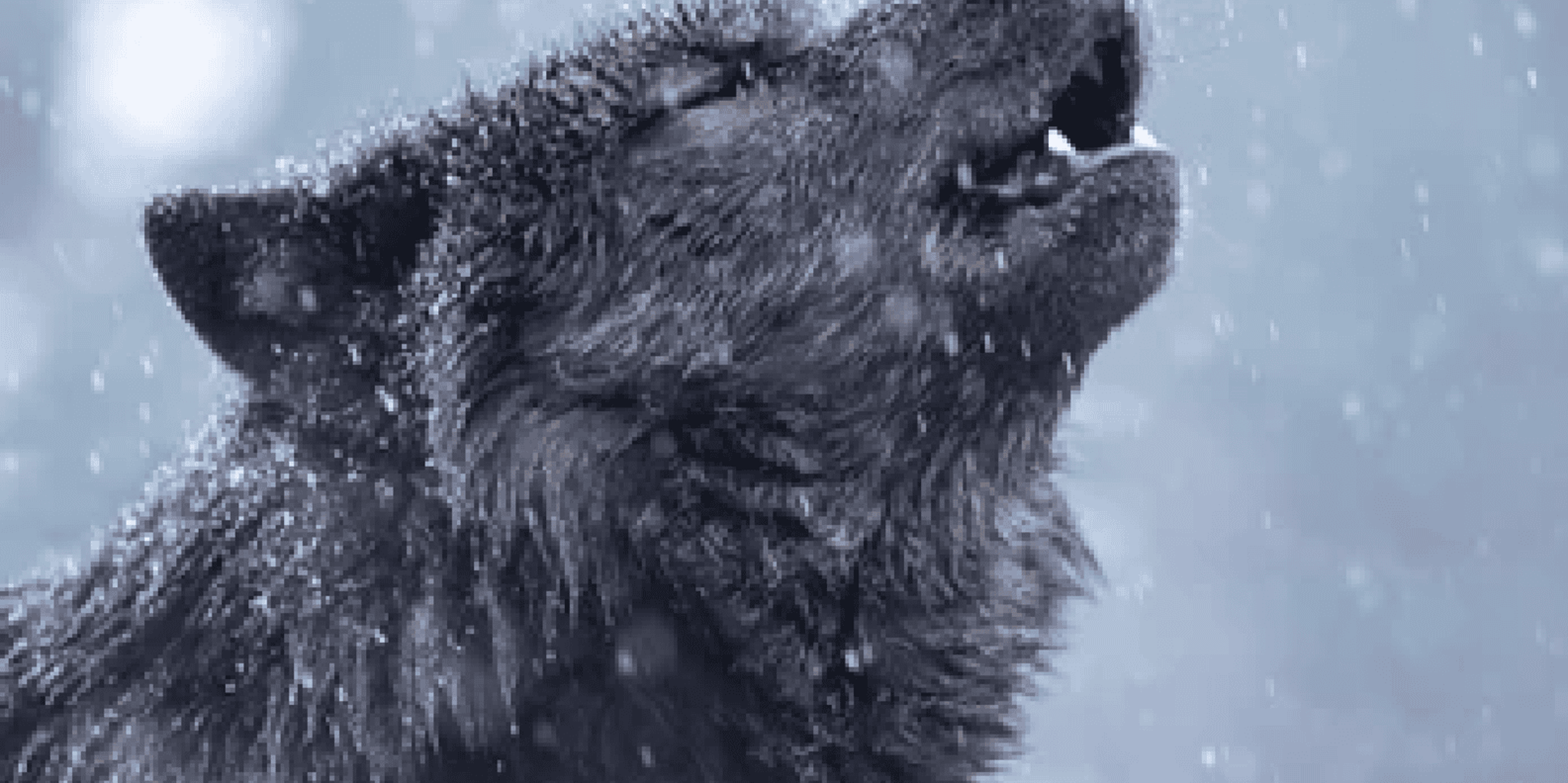 Jackson Grand Teton and National Elk Refuge Winter Day Trip - Image 5