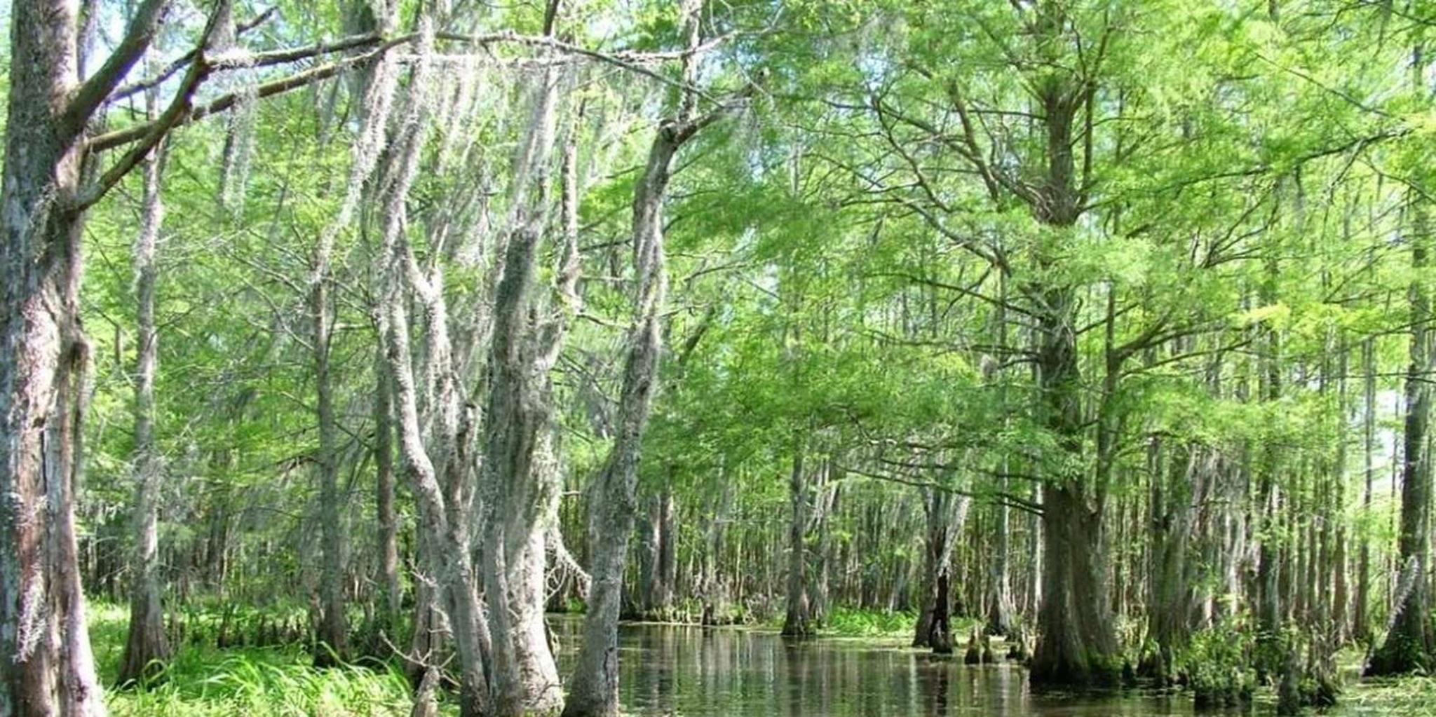 New Orleans Honey Island Swamp Tour