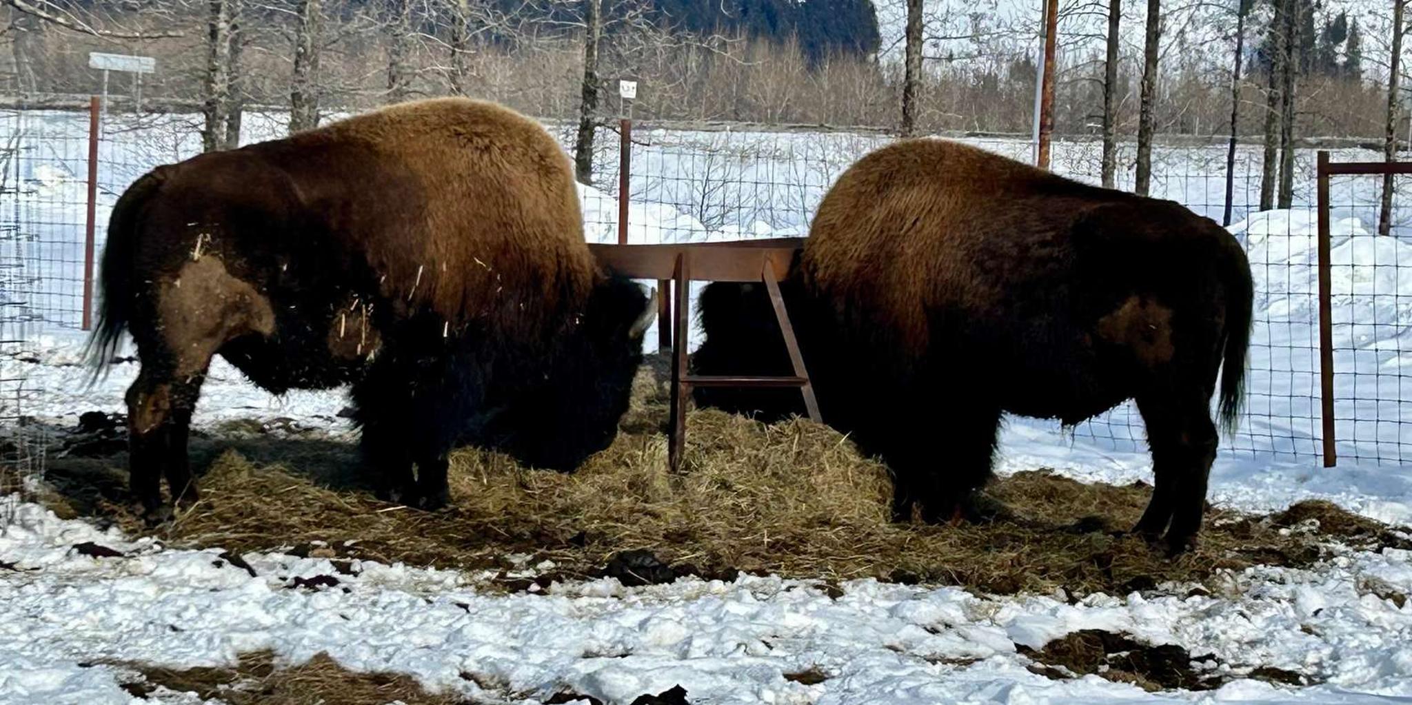 Anchorage Wildlife Conservation Center & Portage Valley Tour - Image 5