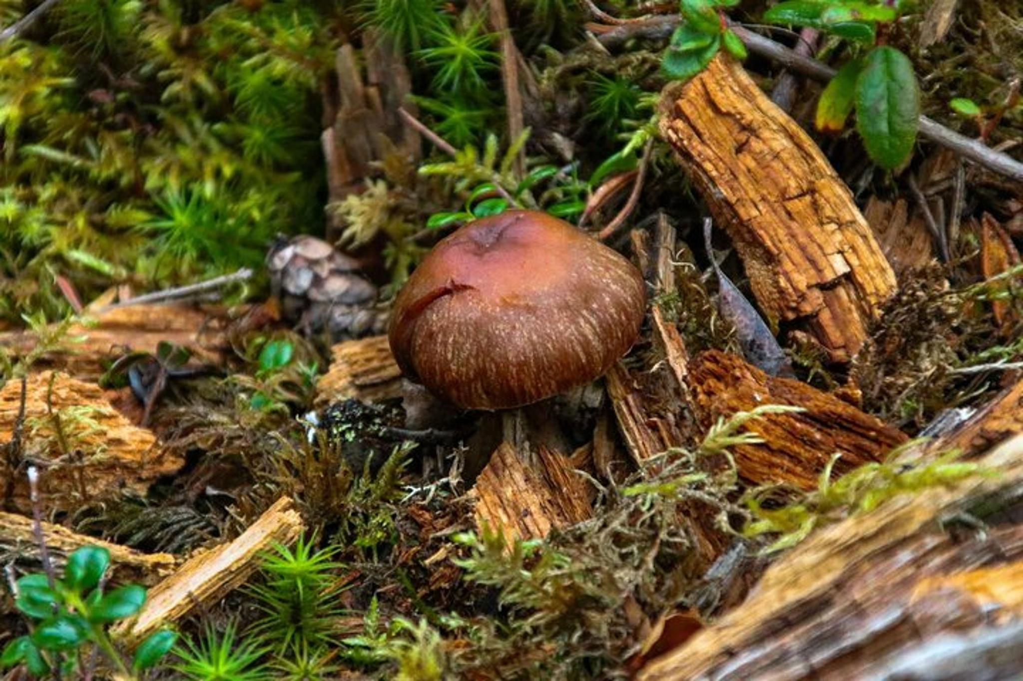 Denali Nature Hike - Image 4