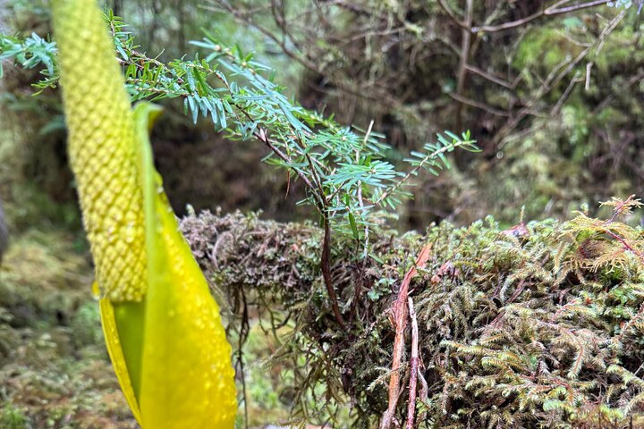 Ketchikan Nature Walk on Ward Creek Trail - Image 3