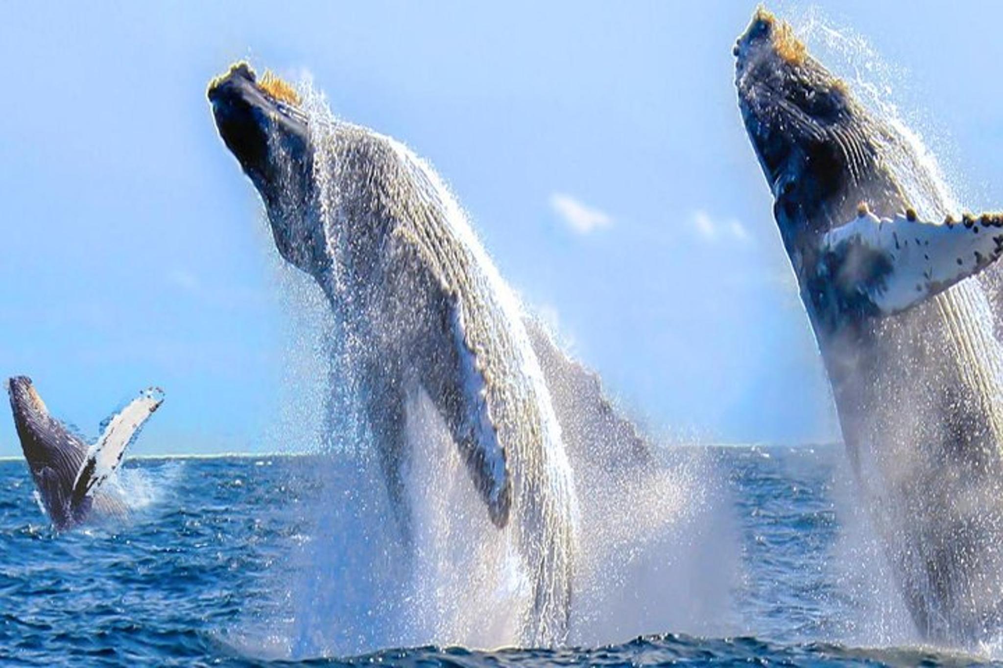 San Francisco Redwoods Horseback Riding Tour - Image 5