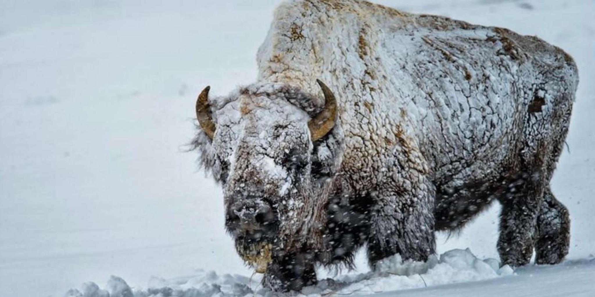 Grand Teton Wildlife Safari 1 hr - Image 3
