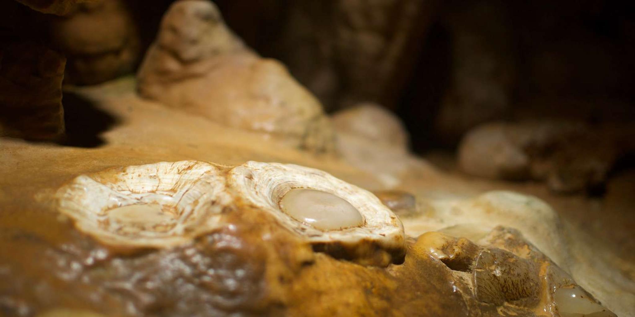 Washington DC Luray Caverns Day Trip - Image 2