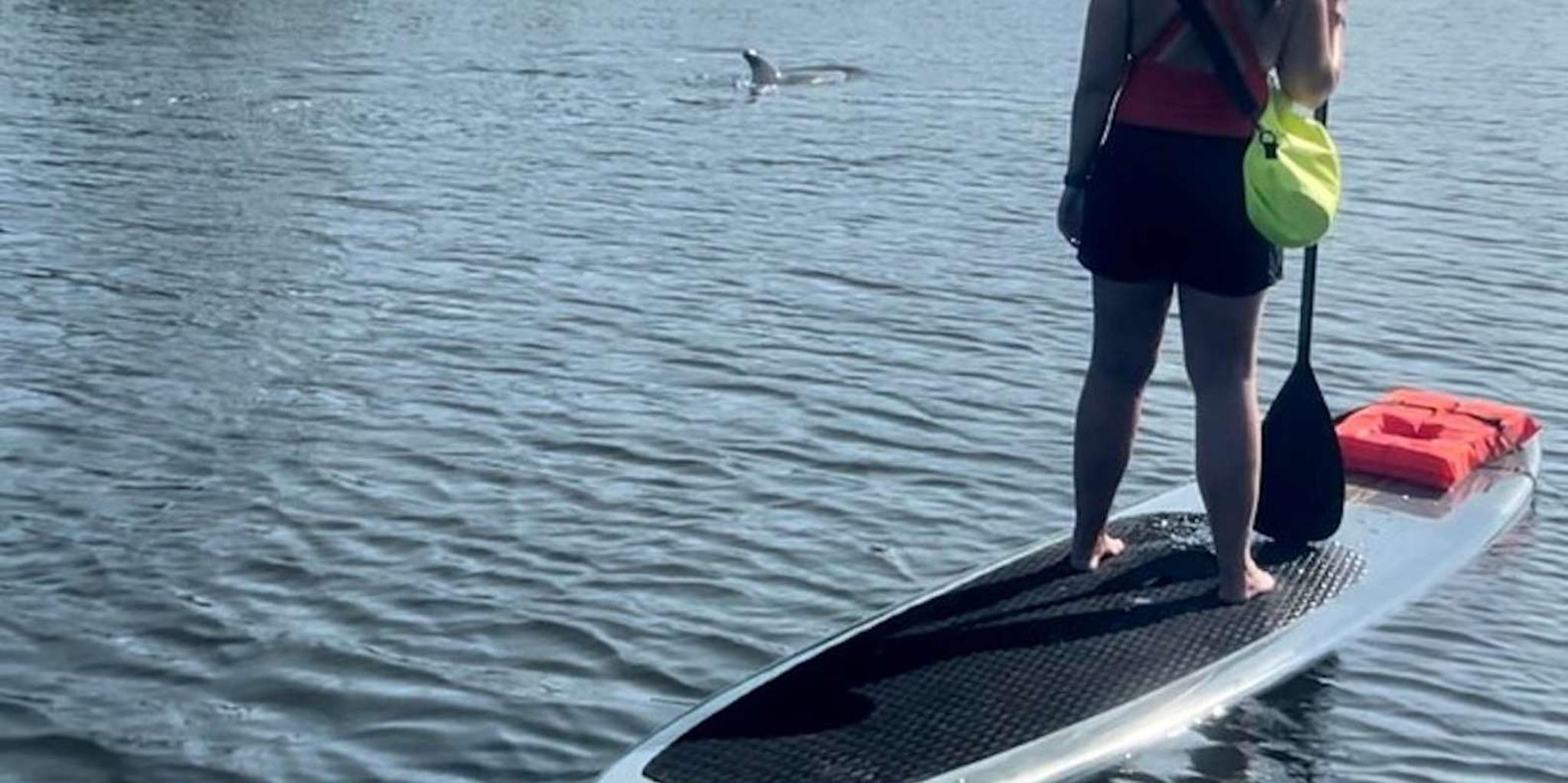 Cocoa Beach Dolphin and Manatee Kayak Tour - Image 2