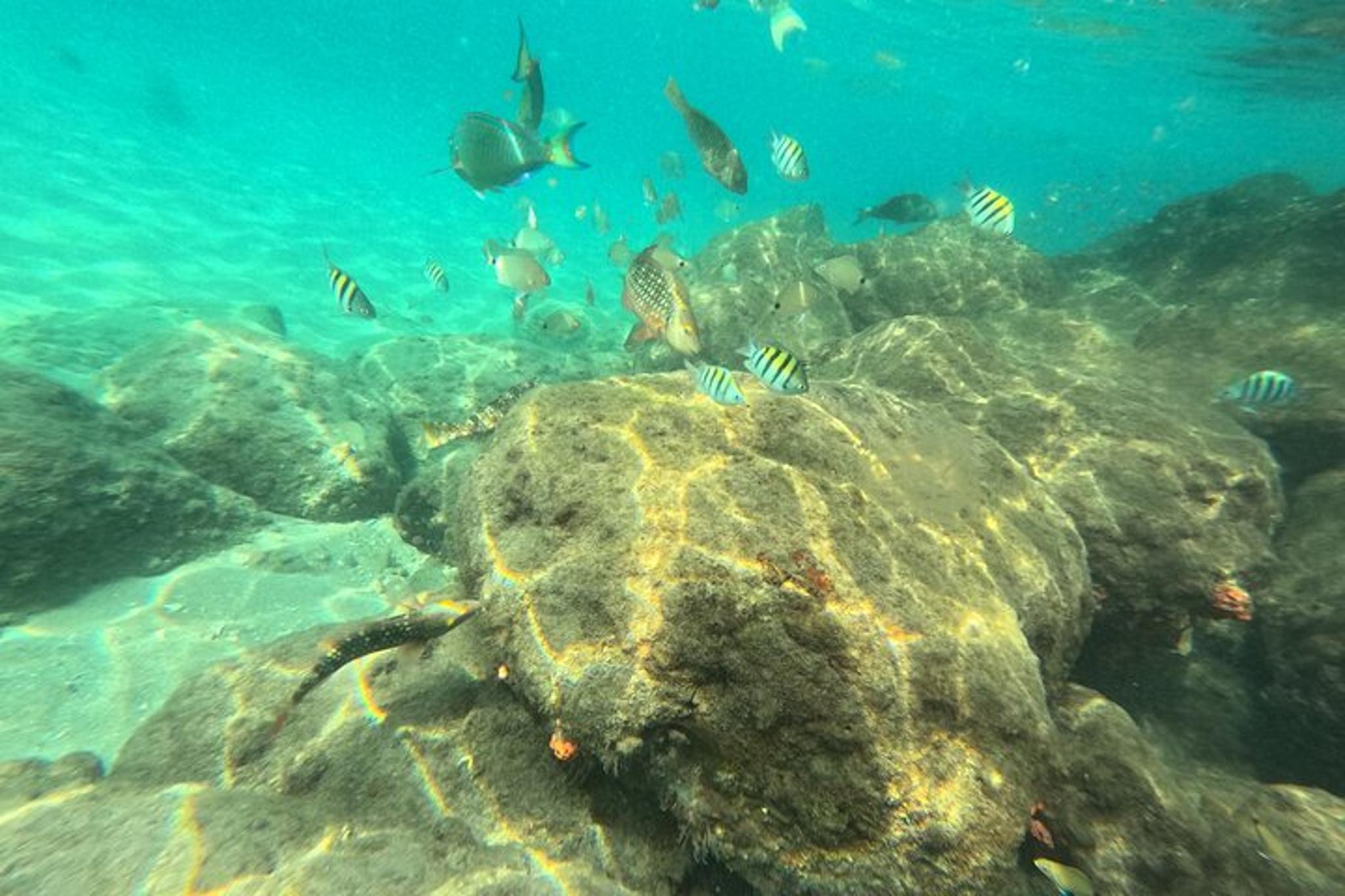 Riviera Beach Snorkeling Tour with GoPro 2 hr - Image 4