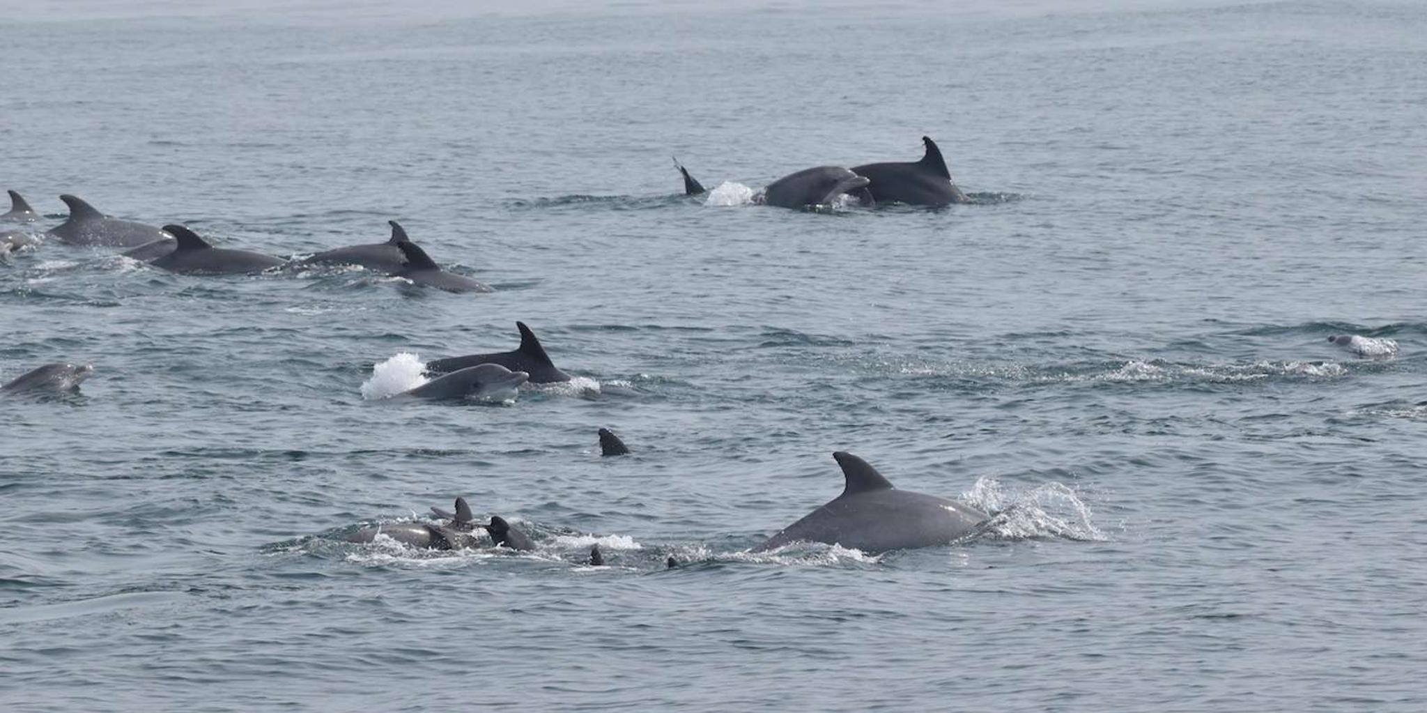 Cape May Whale and Dolphin Watching Cruise - Image 5