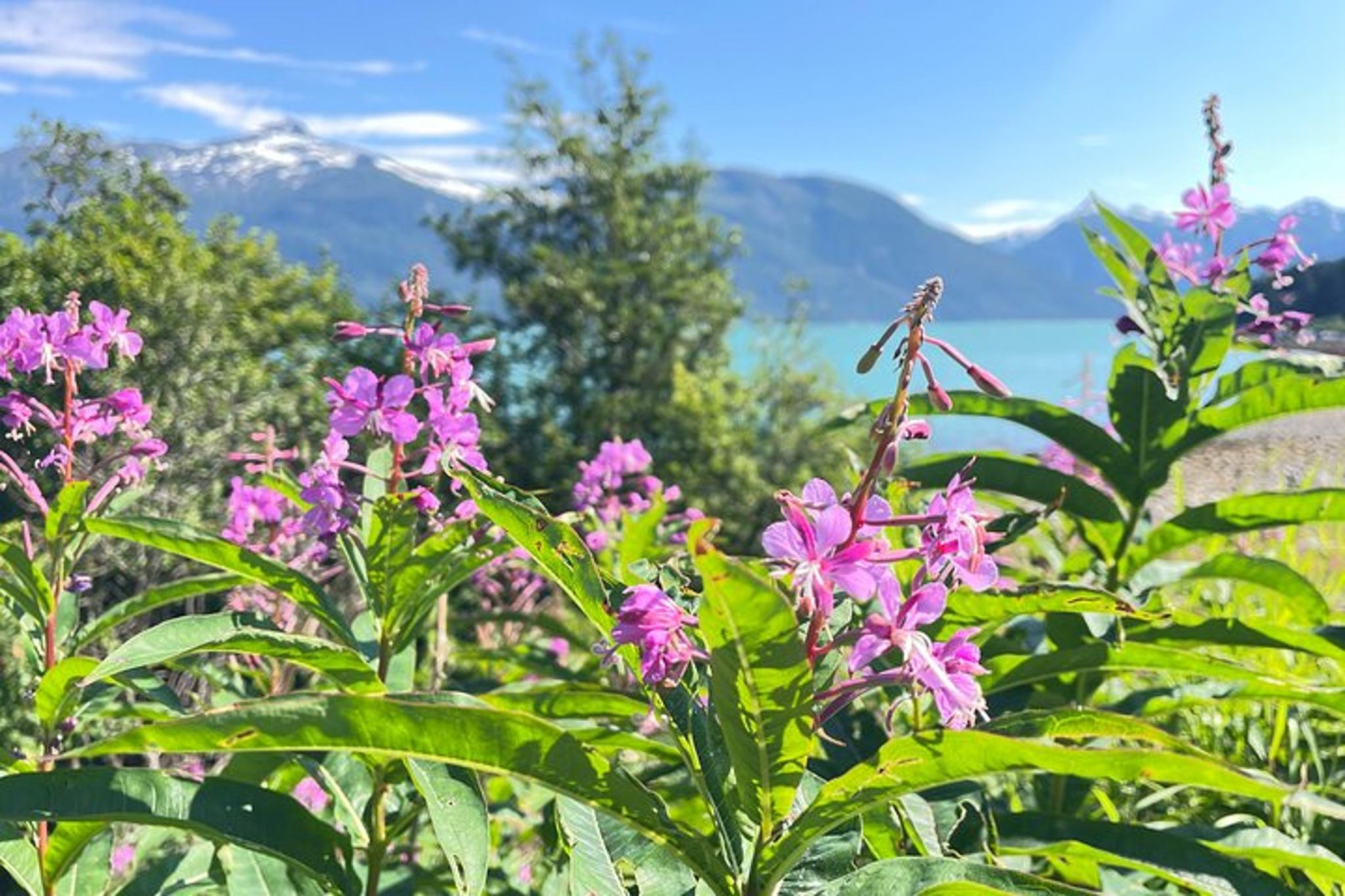 Haines Forest Therapy Tour - Image 5