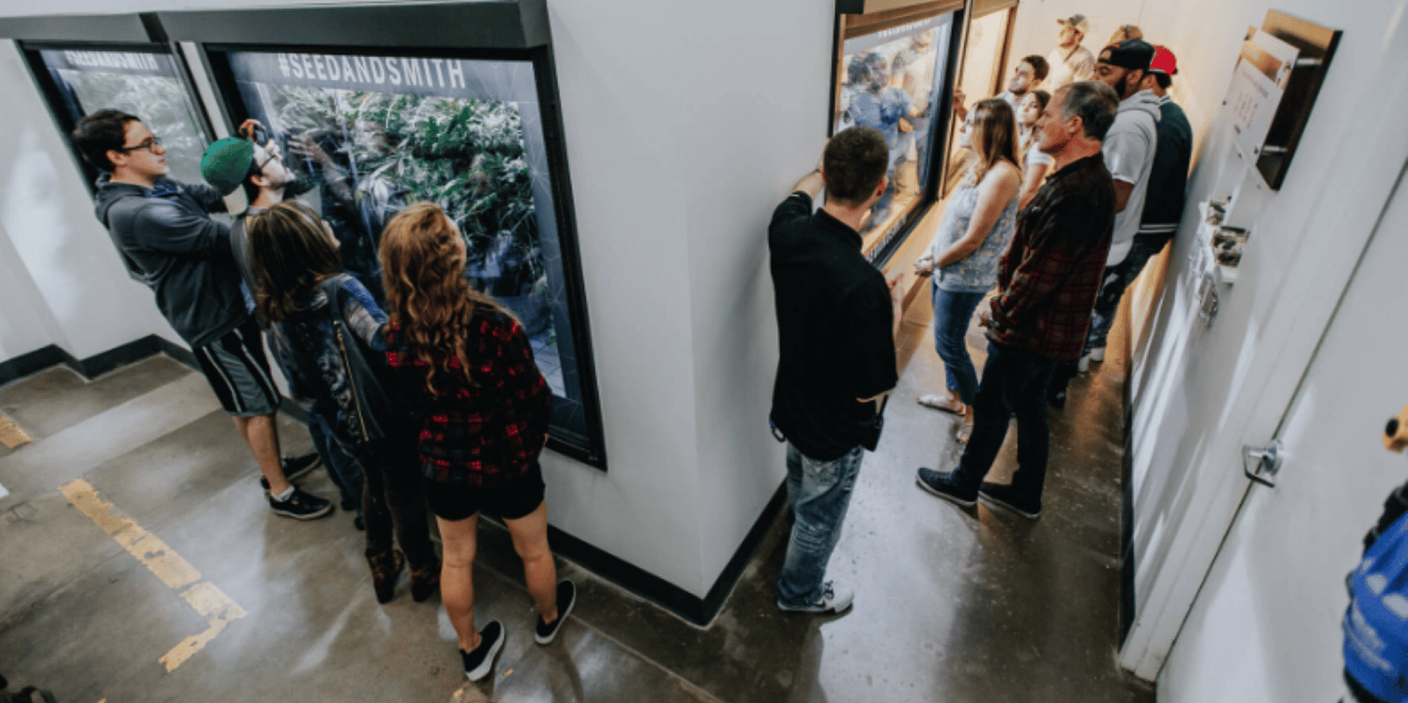 Denver Cannabis Grow Tour and Brewery Visit - Image 4
