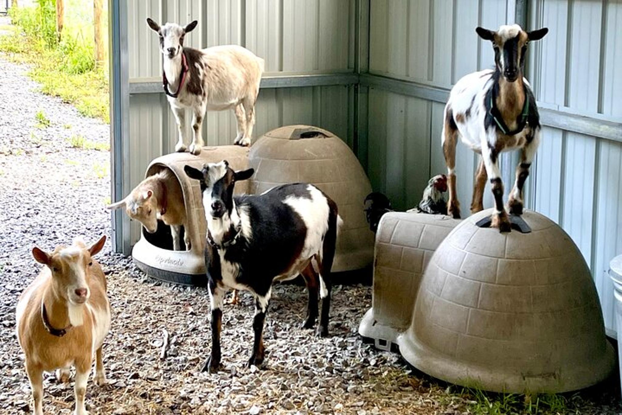 Hendersonville Gem Mining and Goat Farm Tour