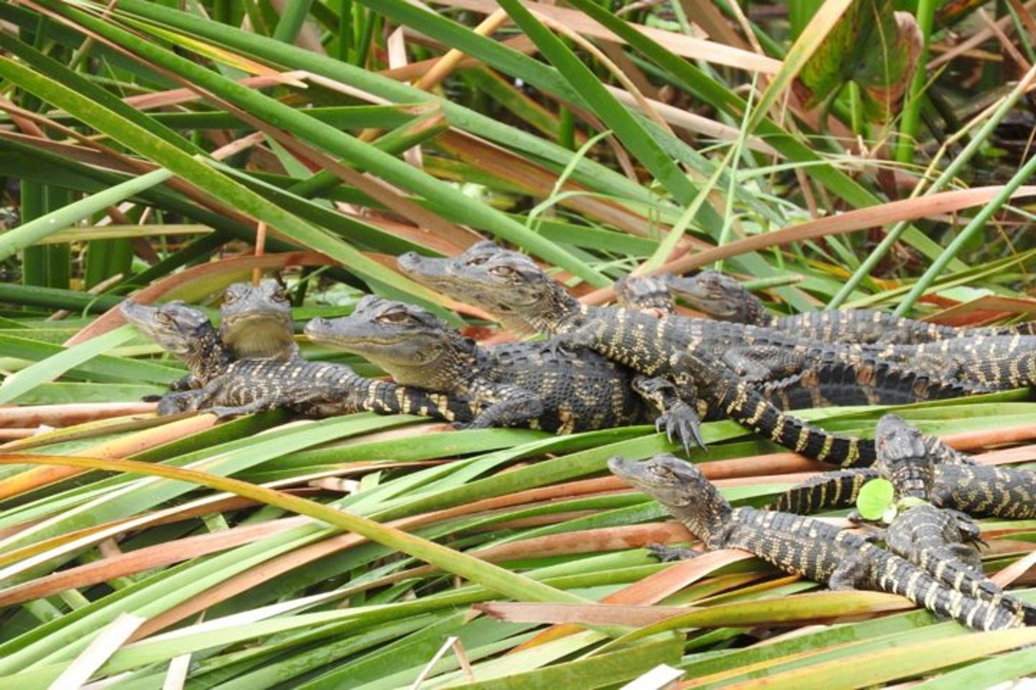 Fort Myers Everglades Nature and Airboat Tour - Image 4