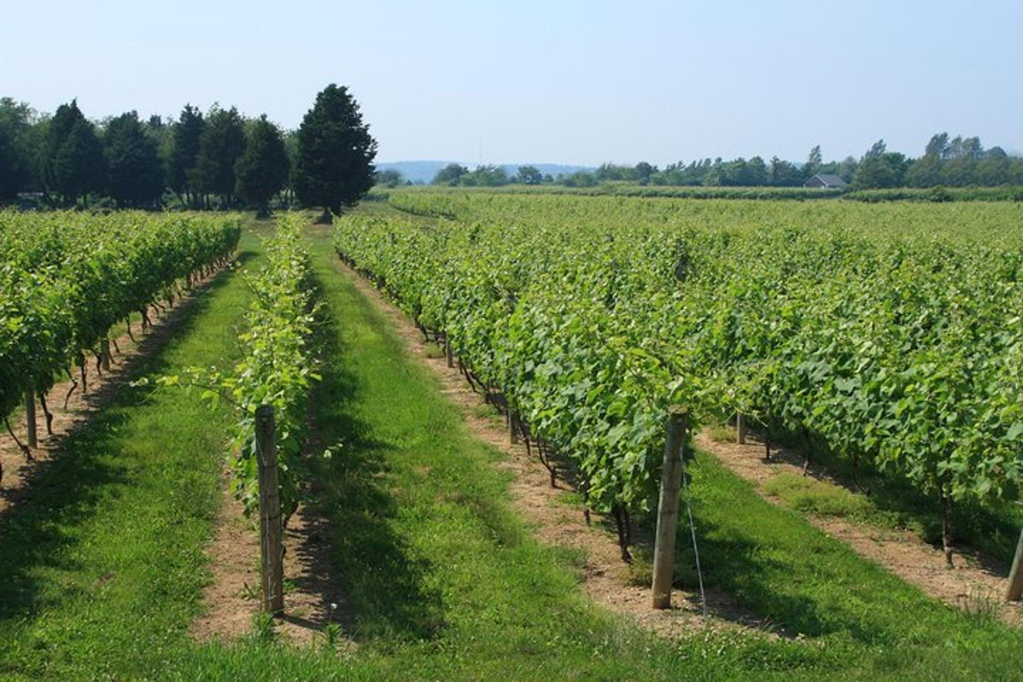 Hamptons and Long Island Wineries Private Tour - Image 2
