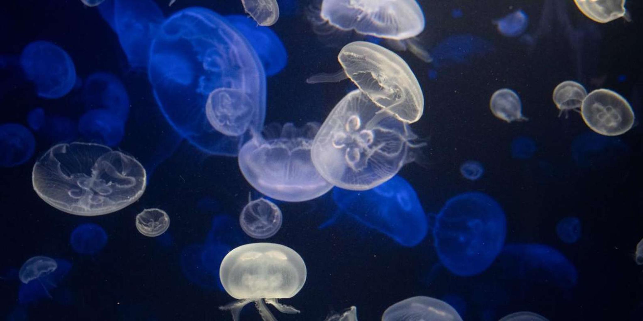 New York Aquarium Entry Ticket - Image 4