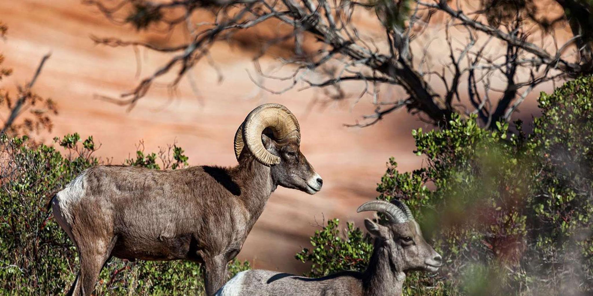 Las Vegas Zion National Park Guided Tour with Lunch - Image 6