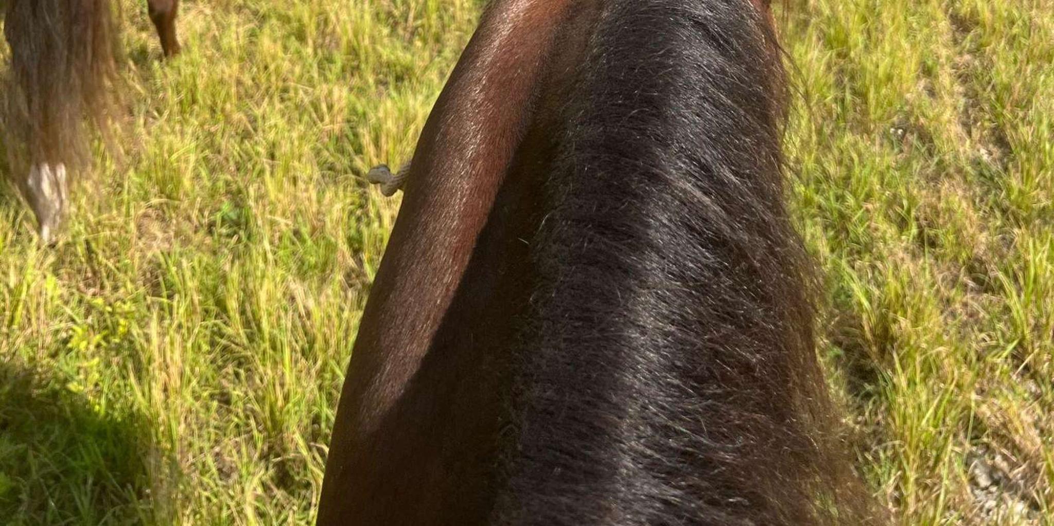 Miami Horseback Riding Tour - Image 4