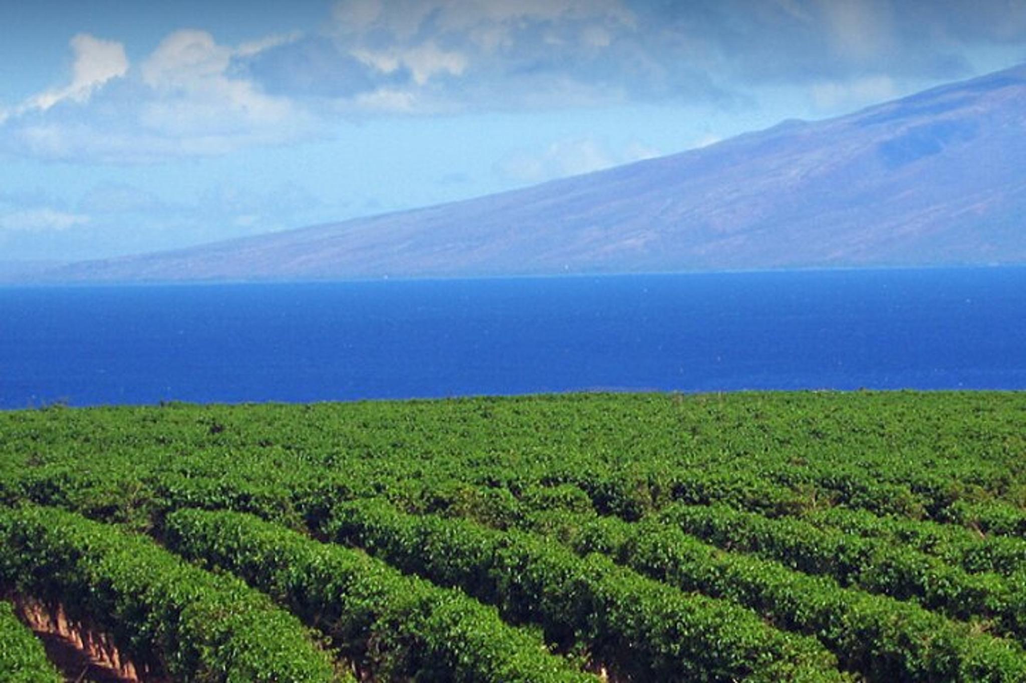 Maui Evening Open-Air Sightseeing Tour 90 Min - Image 3