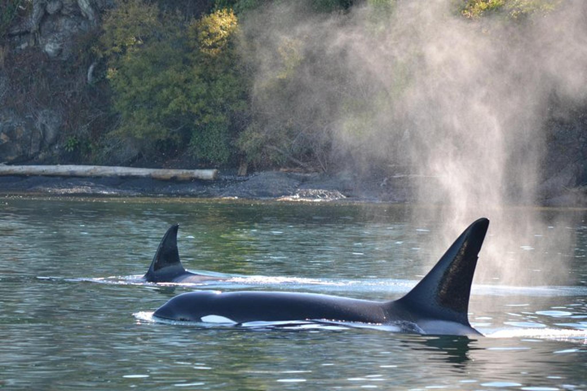 Friday Harbor Whale Watching Tour - Image 6