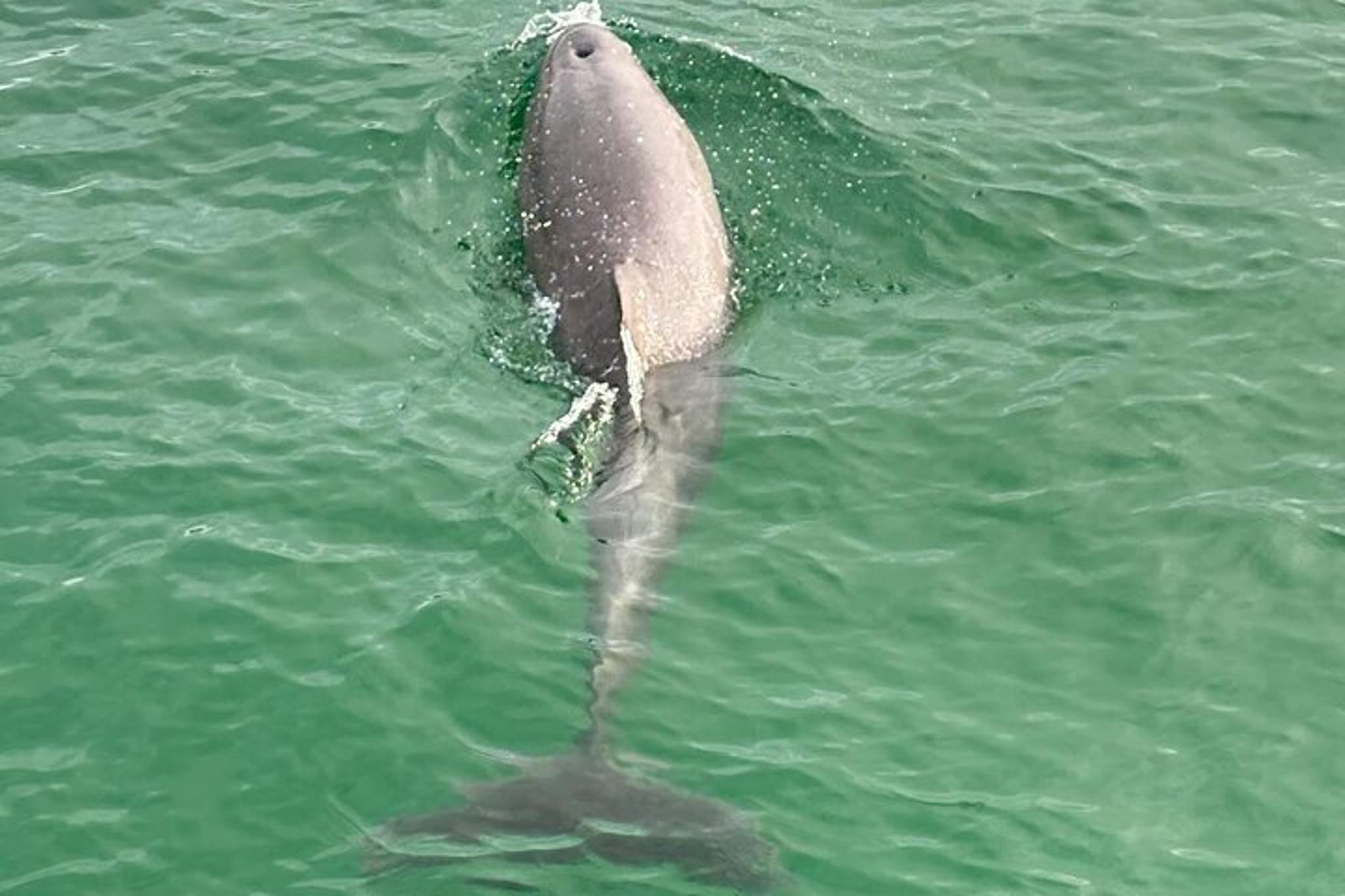 Destin Harbor Boat Tour - Image 6