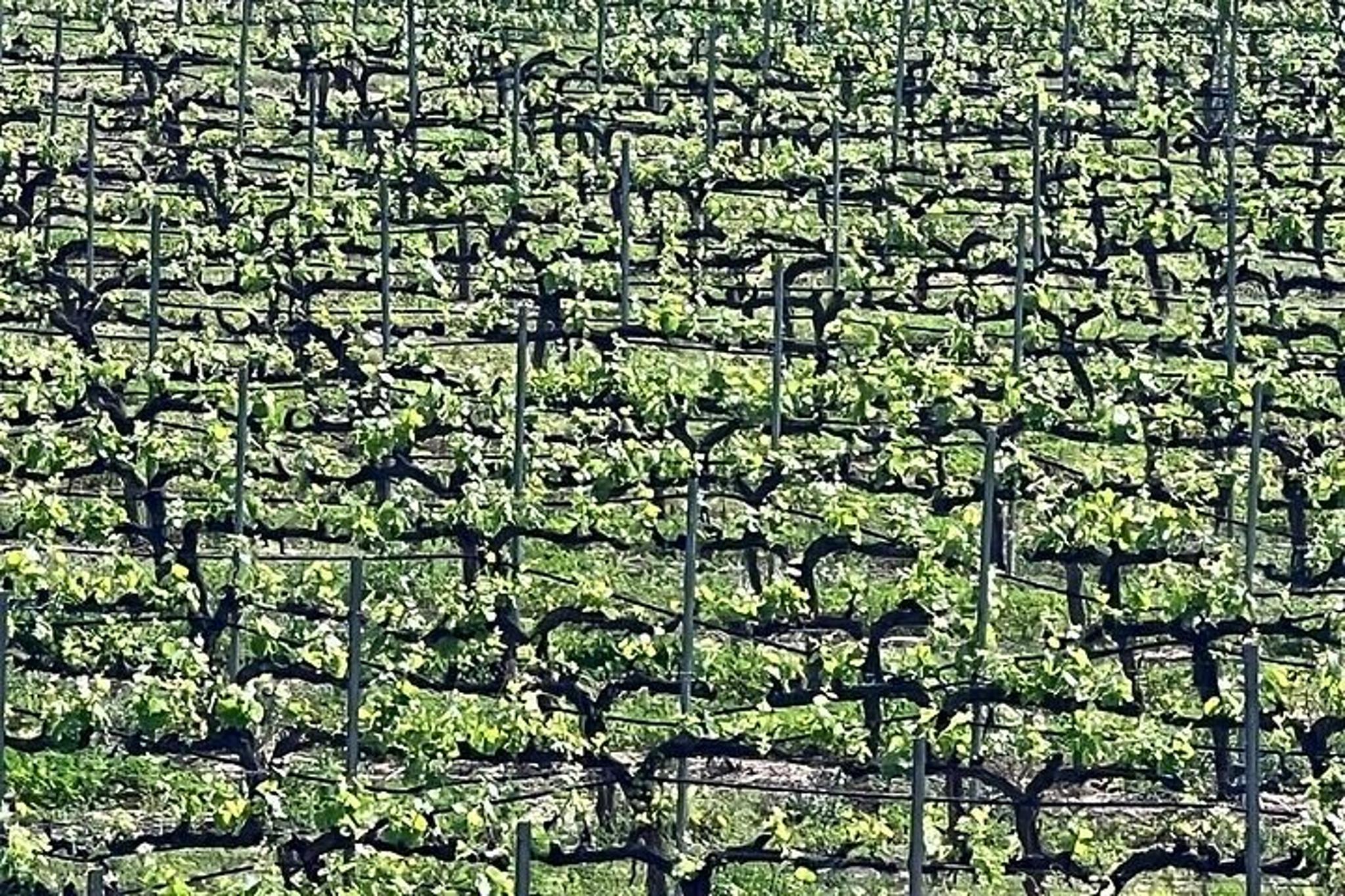 Temecula Wine Tour from Tustin - Image 3